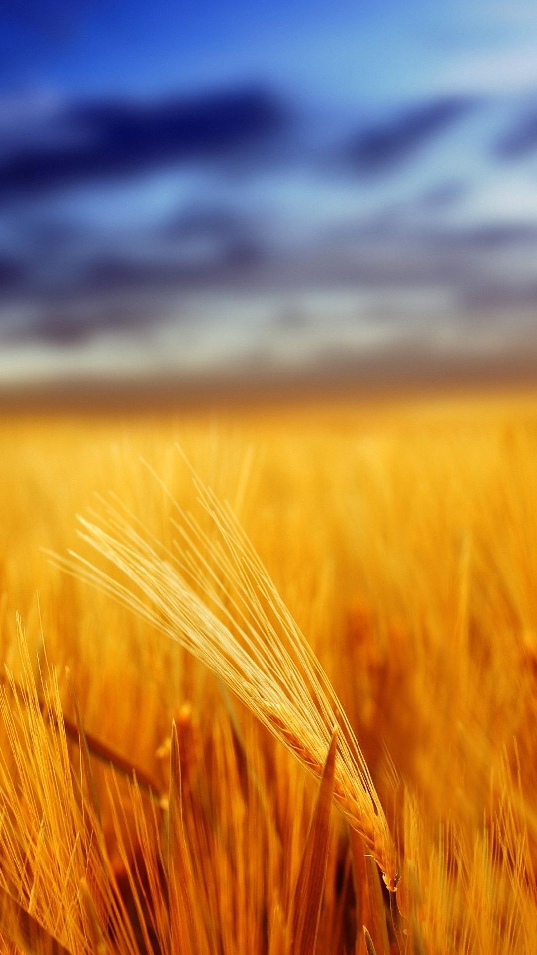 1080x1920 Golden Wheat Field Mobile HD Wallpaper