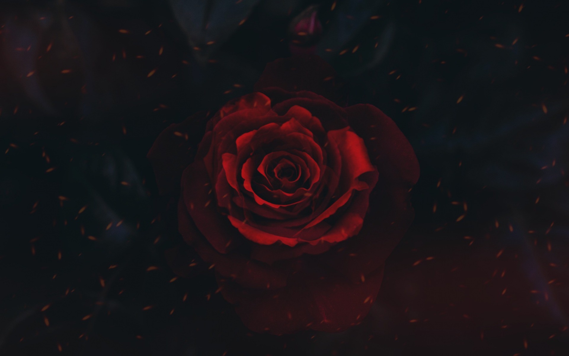Red Rose Black Background (36+ images)