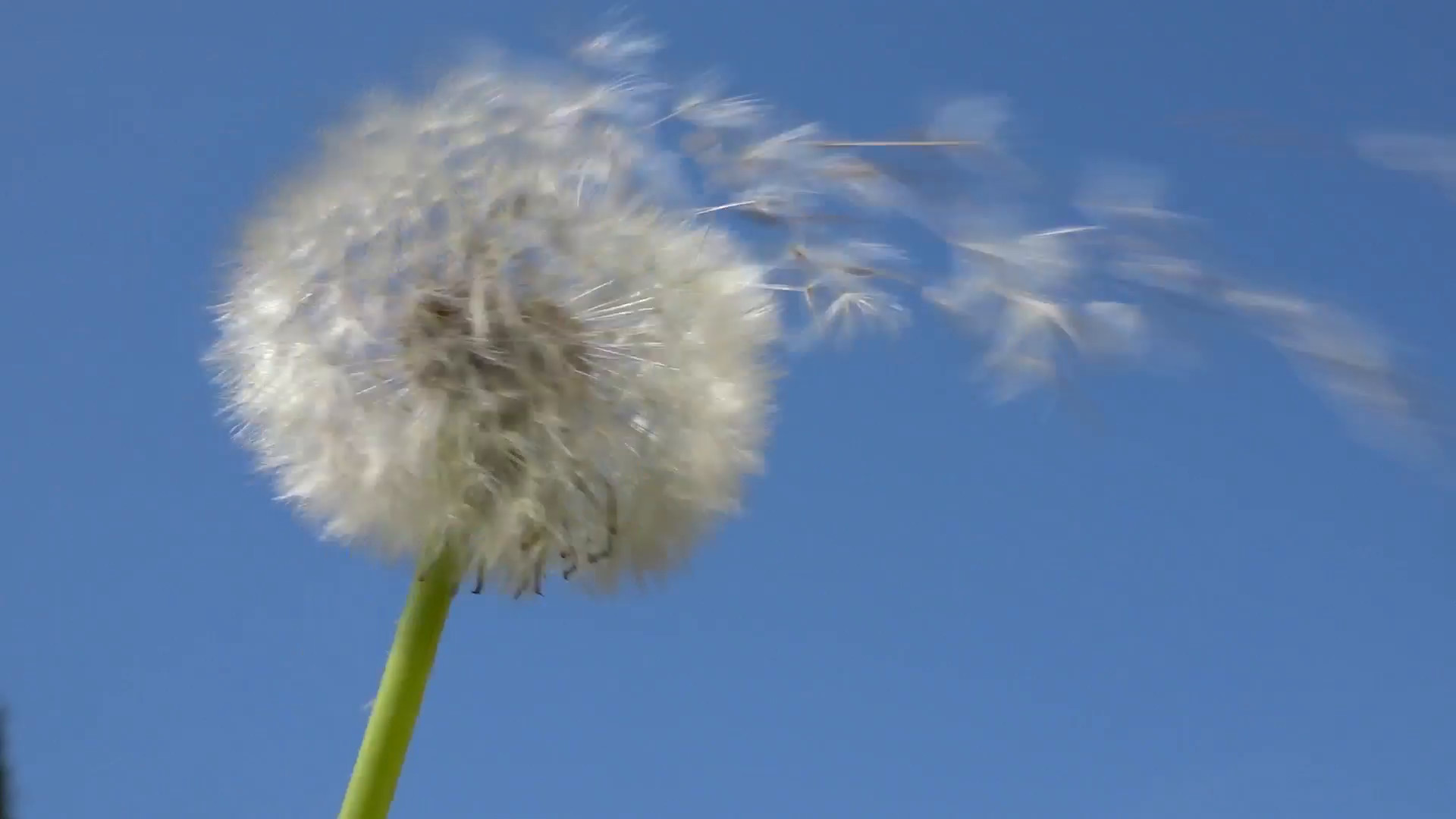1920x1080 Blowing on a dandelion head on blue sky background Stock Video Footage -  VideoBlocks