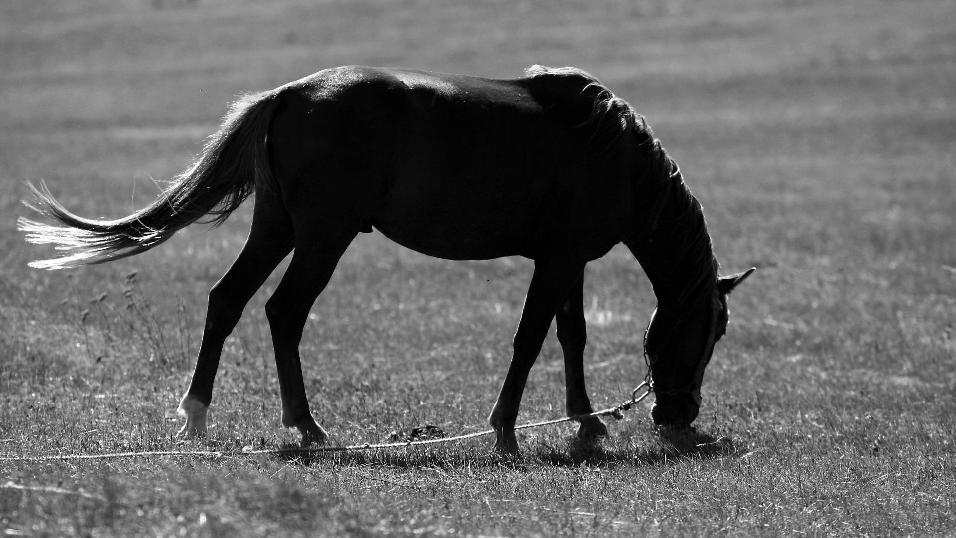 1920x1080 Black And White Horse 556532