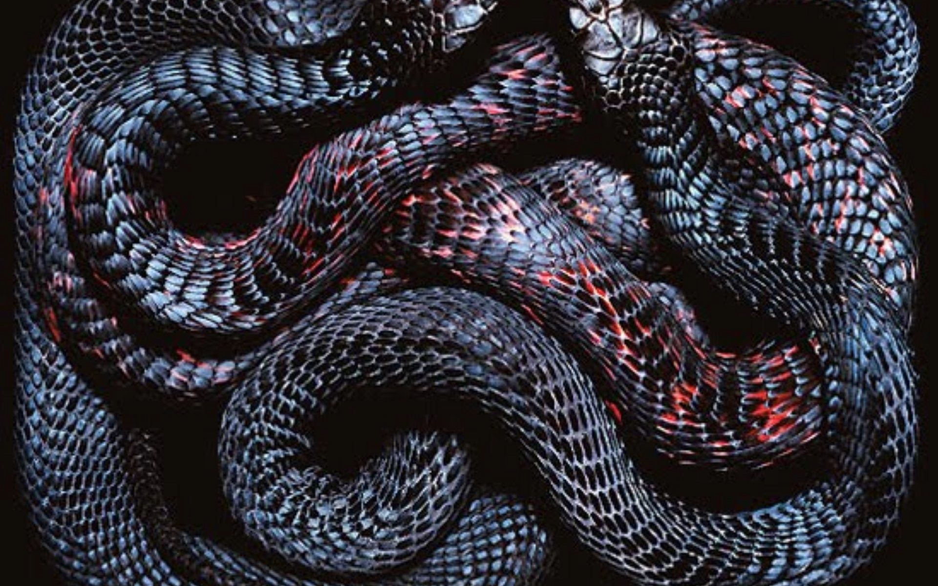 dangerous snakes wallpapers
