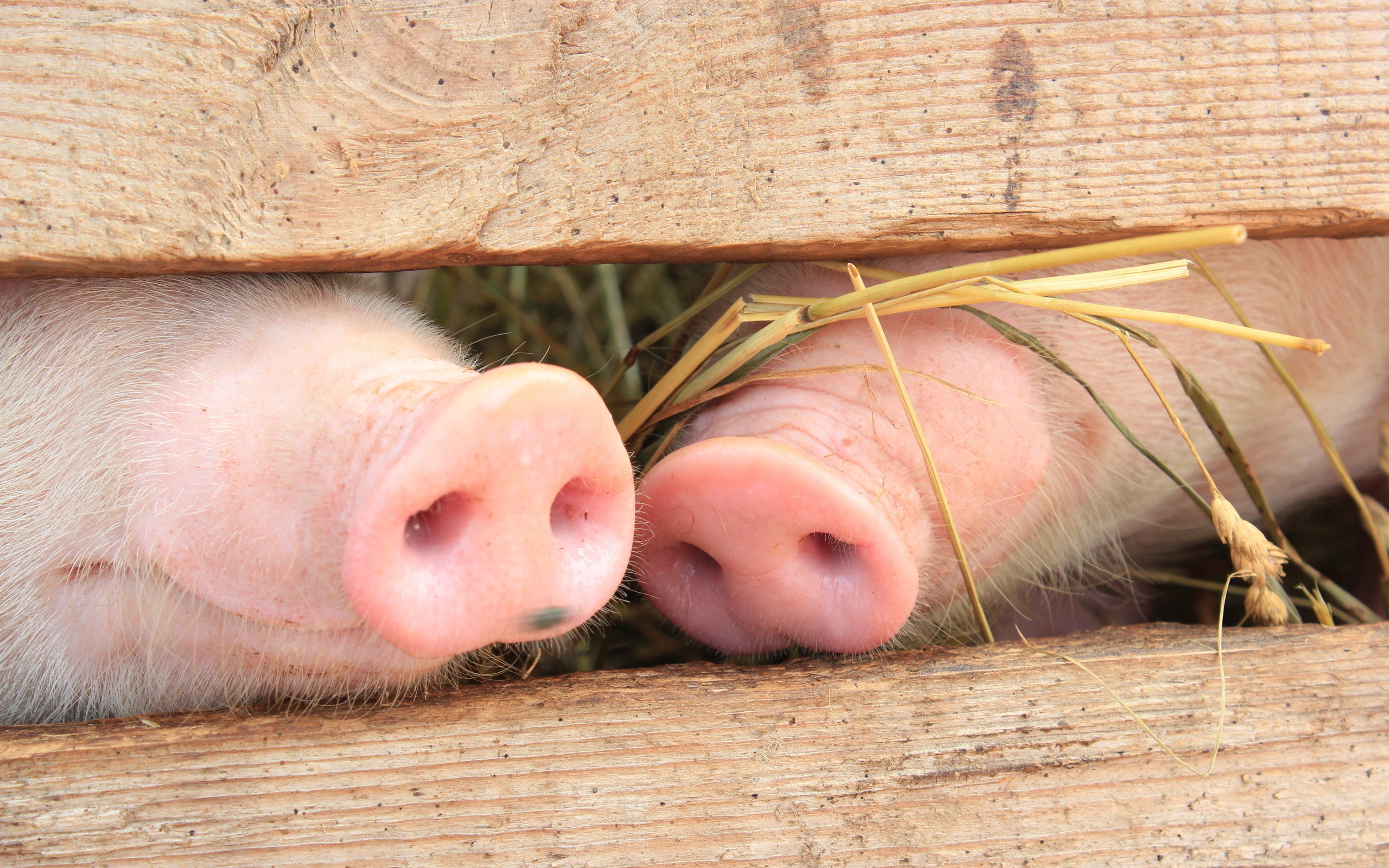 2560x1600 Animals Pig Noses Wallpaper Background 51670