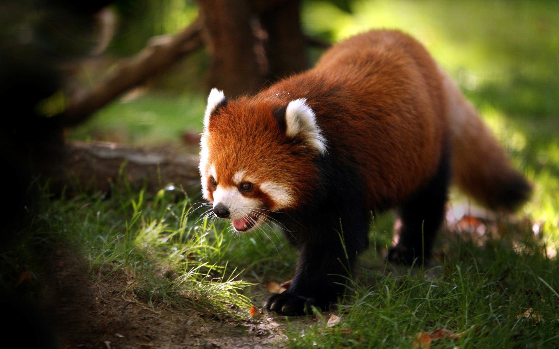 1920x1200 Cool wallpaper images about Wallpaper Cute animal Red Panda