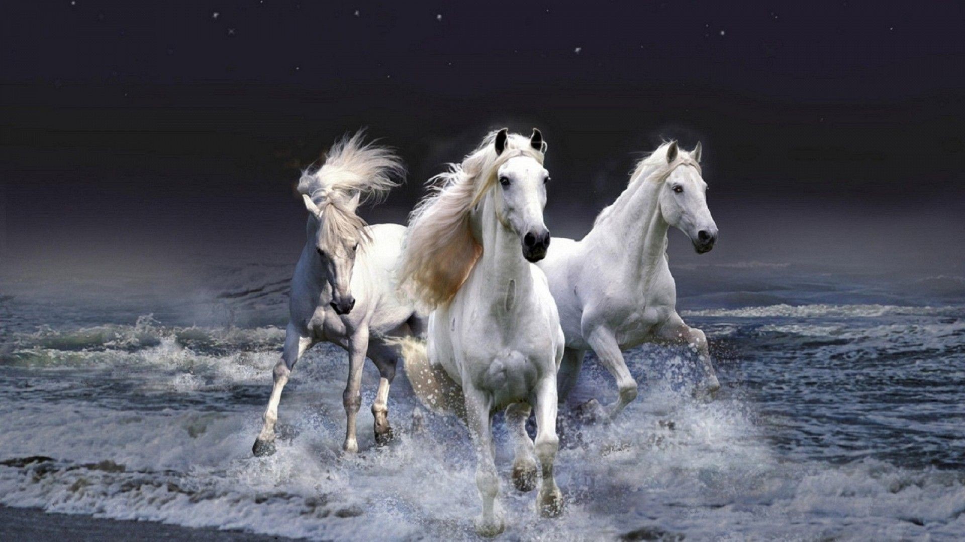 1920x1080 Three white horses – Animal Wallpaper