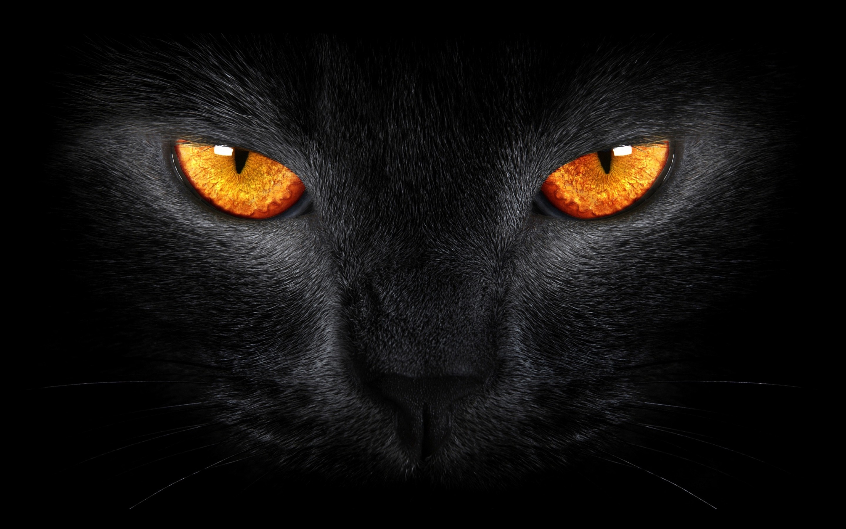 2880x1800 Tags: Black Cat, Scary ...
