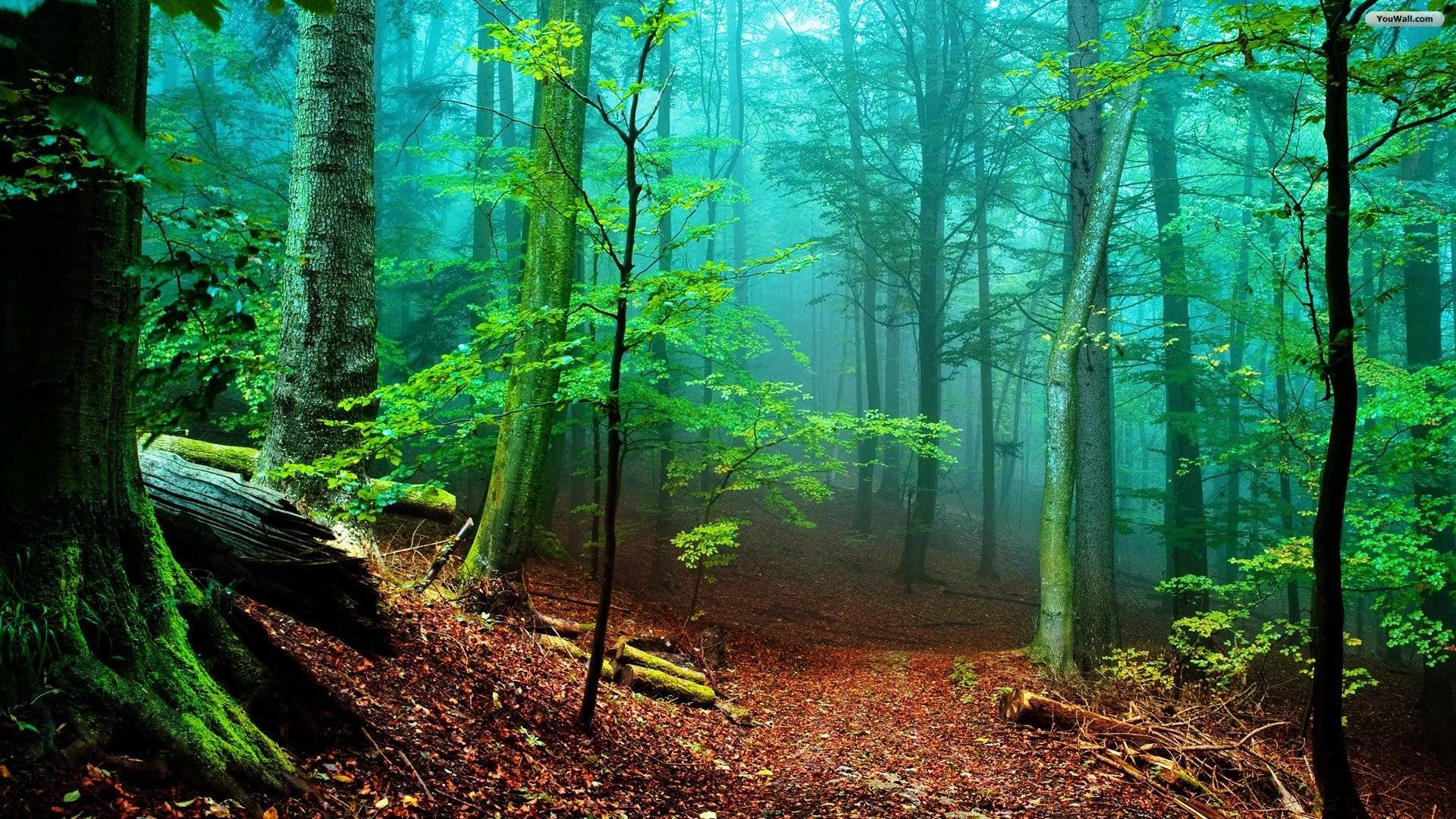 1920x1080 Hd Wallpapers Nature Forest Hd Images 3 HD Wallpapers | Hdimges.
