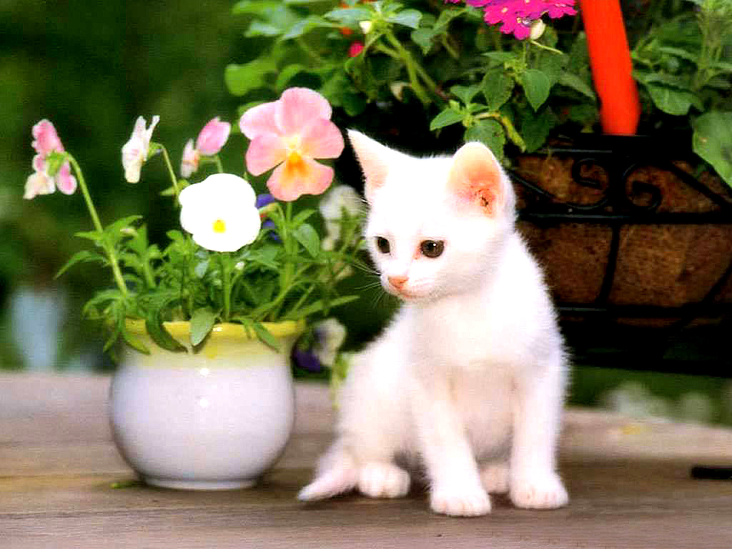 2400x1800 1920x1200 Beautiful Cat Wallpapers HD Pictures | One HD Wallpaper Pictures .