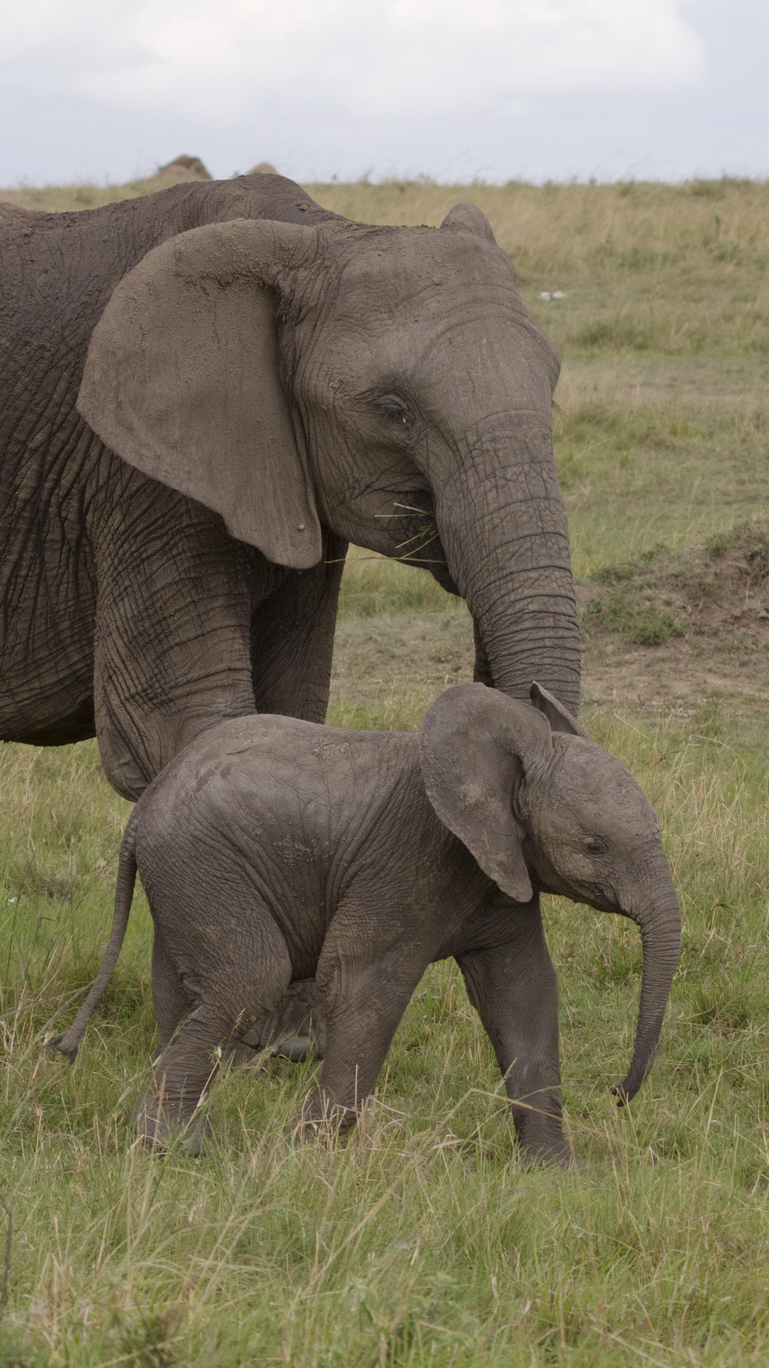 1080x1920  Wallpaper elephant, baby elephant, love, africa, nature