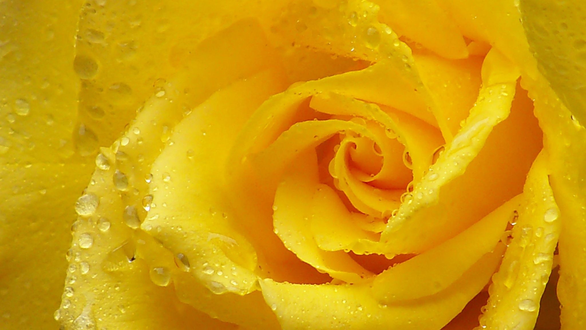 2048x1152 Image Yellow Roses