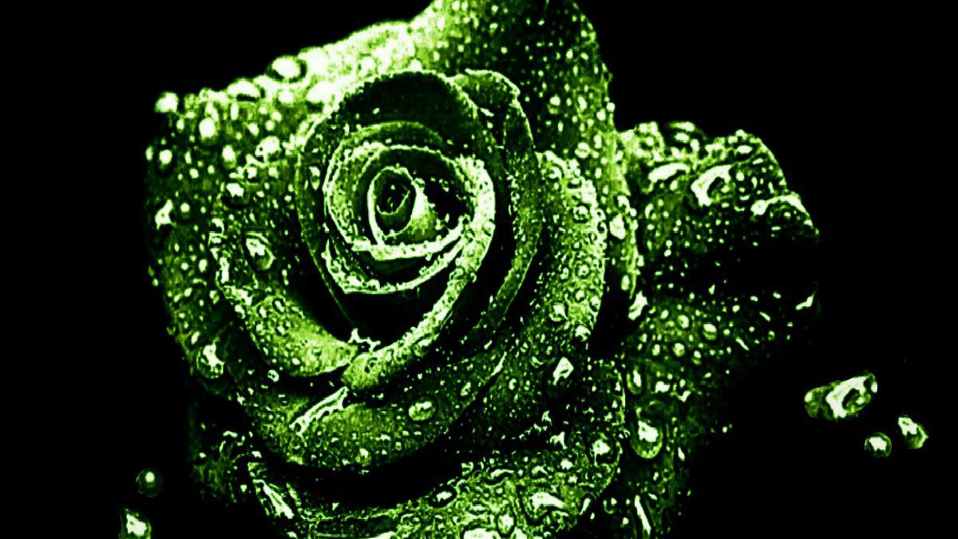 1920x1080 Dark Green Roses Wallpapers, Rose Flower Images, Rose Pictures An...