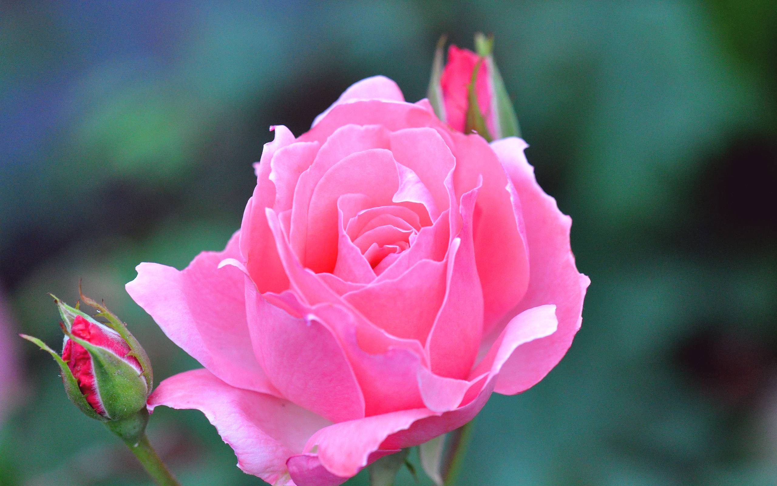 2560x1600 Flowers Rose Beauty Single Pink Bud Flower Full HD Wallpaper for
