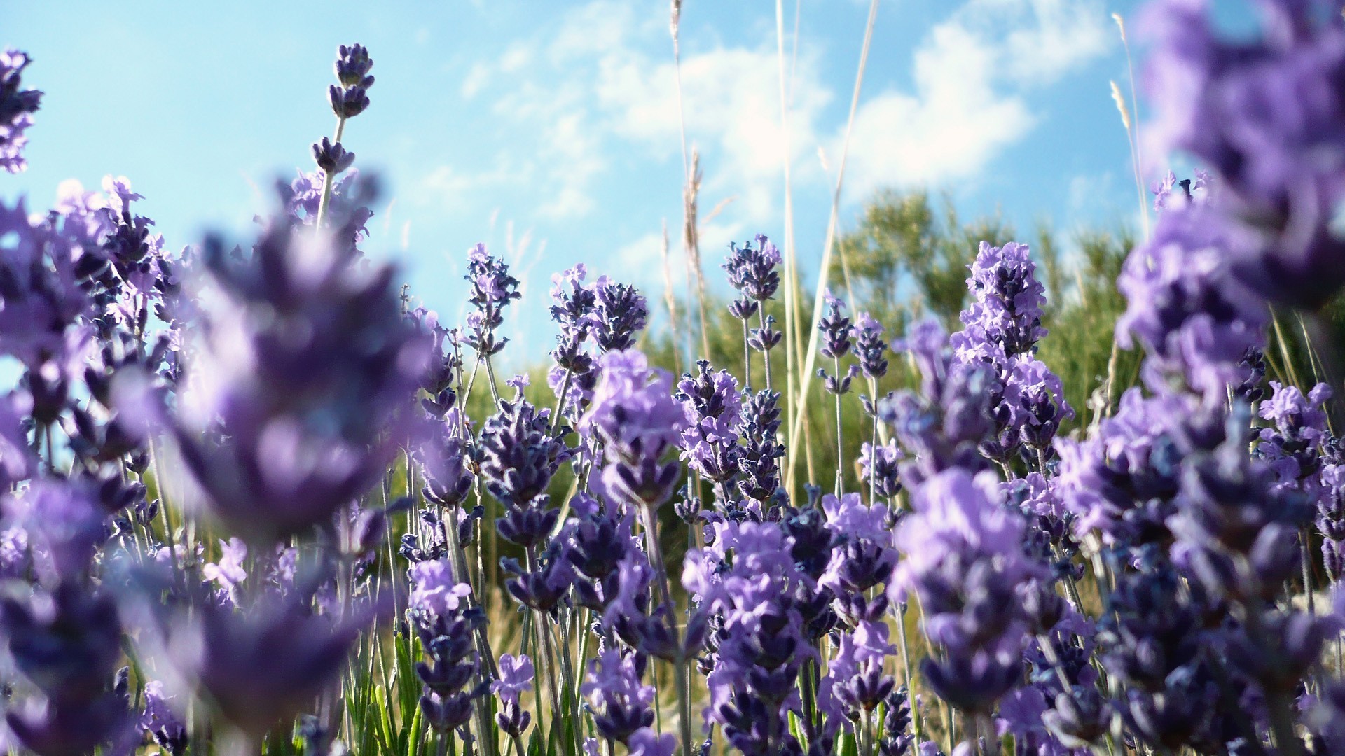 1920x1080 #lavender, #nature, #purple flowers, #flowers, wallpaper