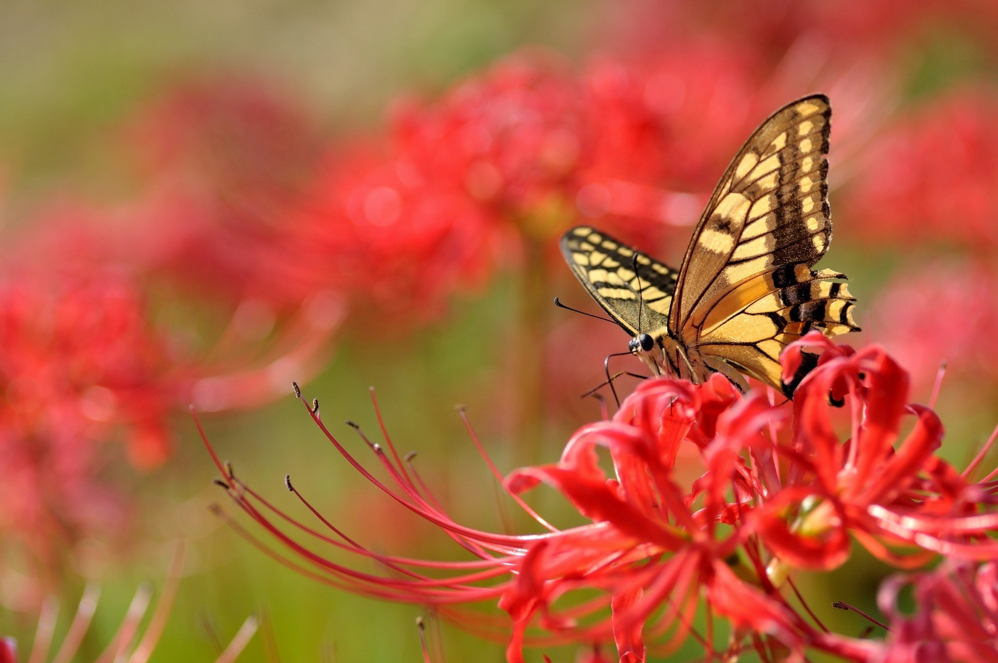 2048x1360 butterfly on red flowers wallpaper background 7334