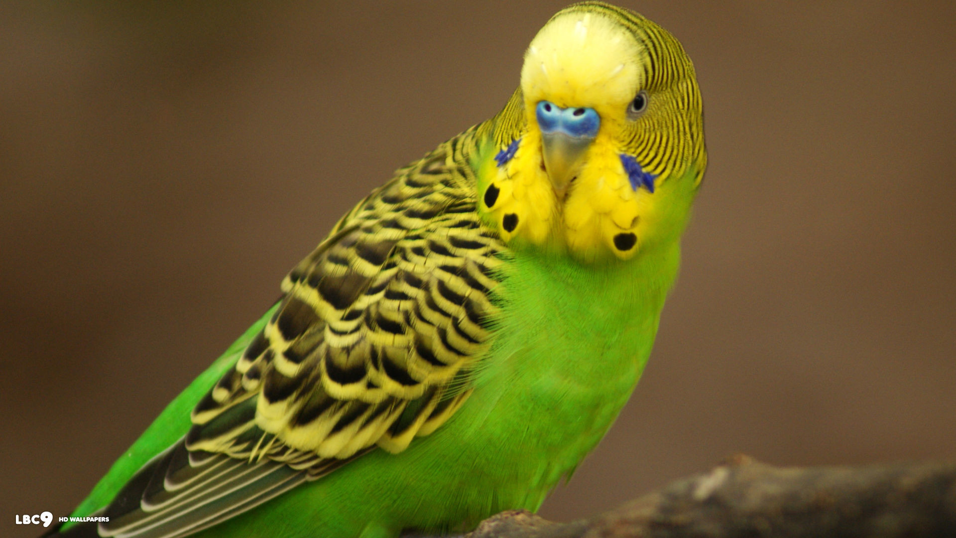 1920x1080 Budgies images Green Budgie HD wallpaper and background photos