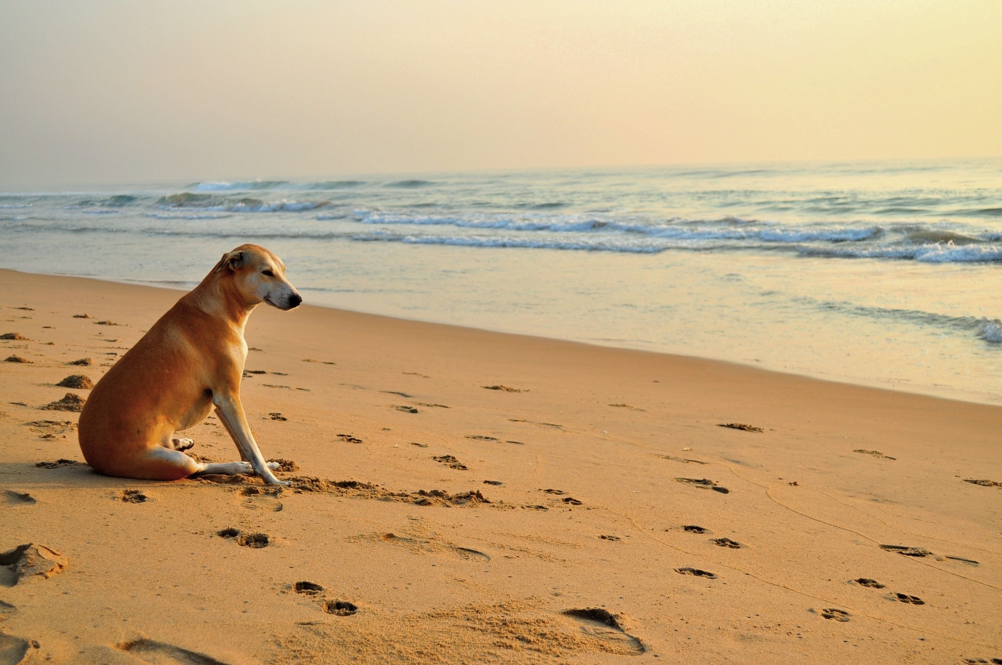3216x2136 Mood Waves Sea Footprints Sand Dog Beach Dogs Wallpaper Desktop Backgrounds  - 