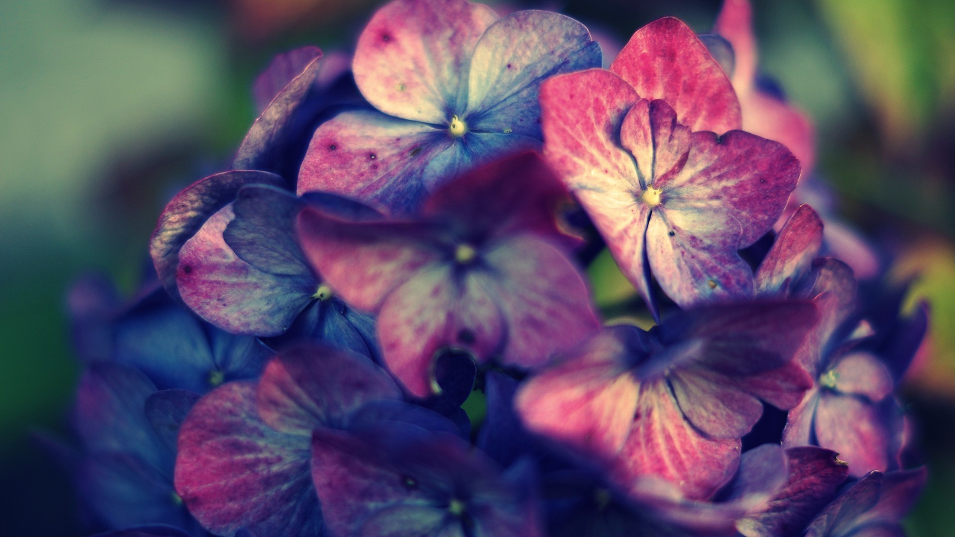 1920x1080 pink, Purple, Hydrangea, Flowers Wallpapers HD / Desktop and Mobile  Backgrounds