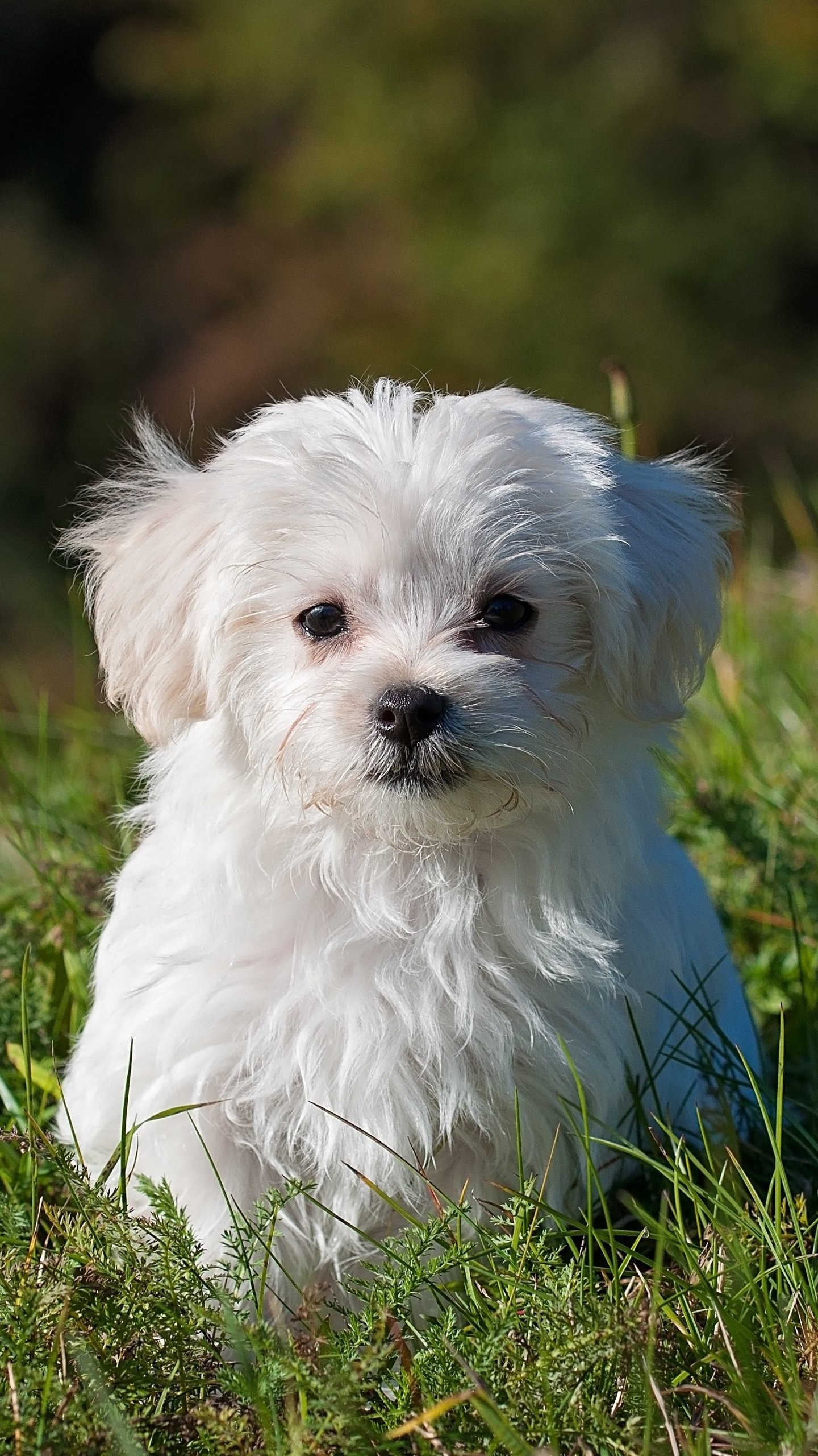 1440x2560 Maltese Puppy