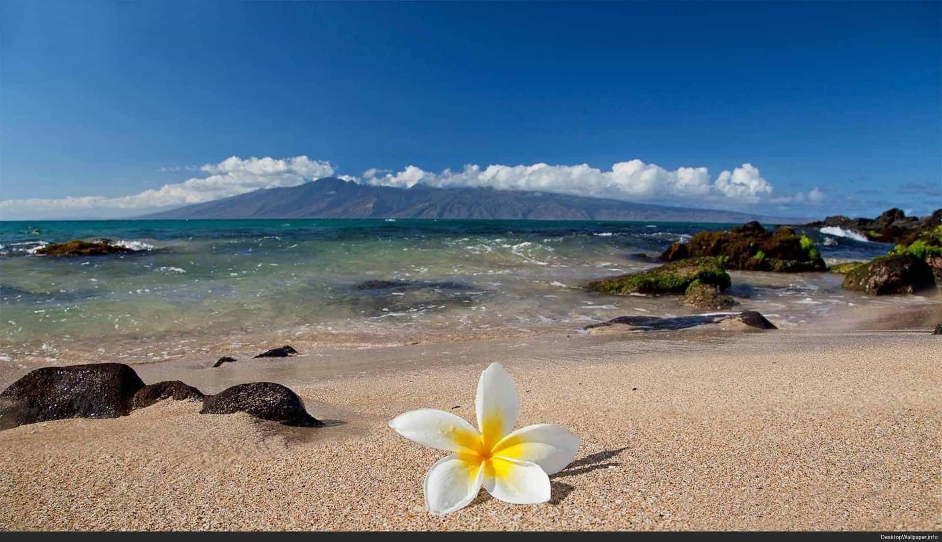 1920x1105 hawaii desktop wallpaper flower beach