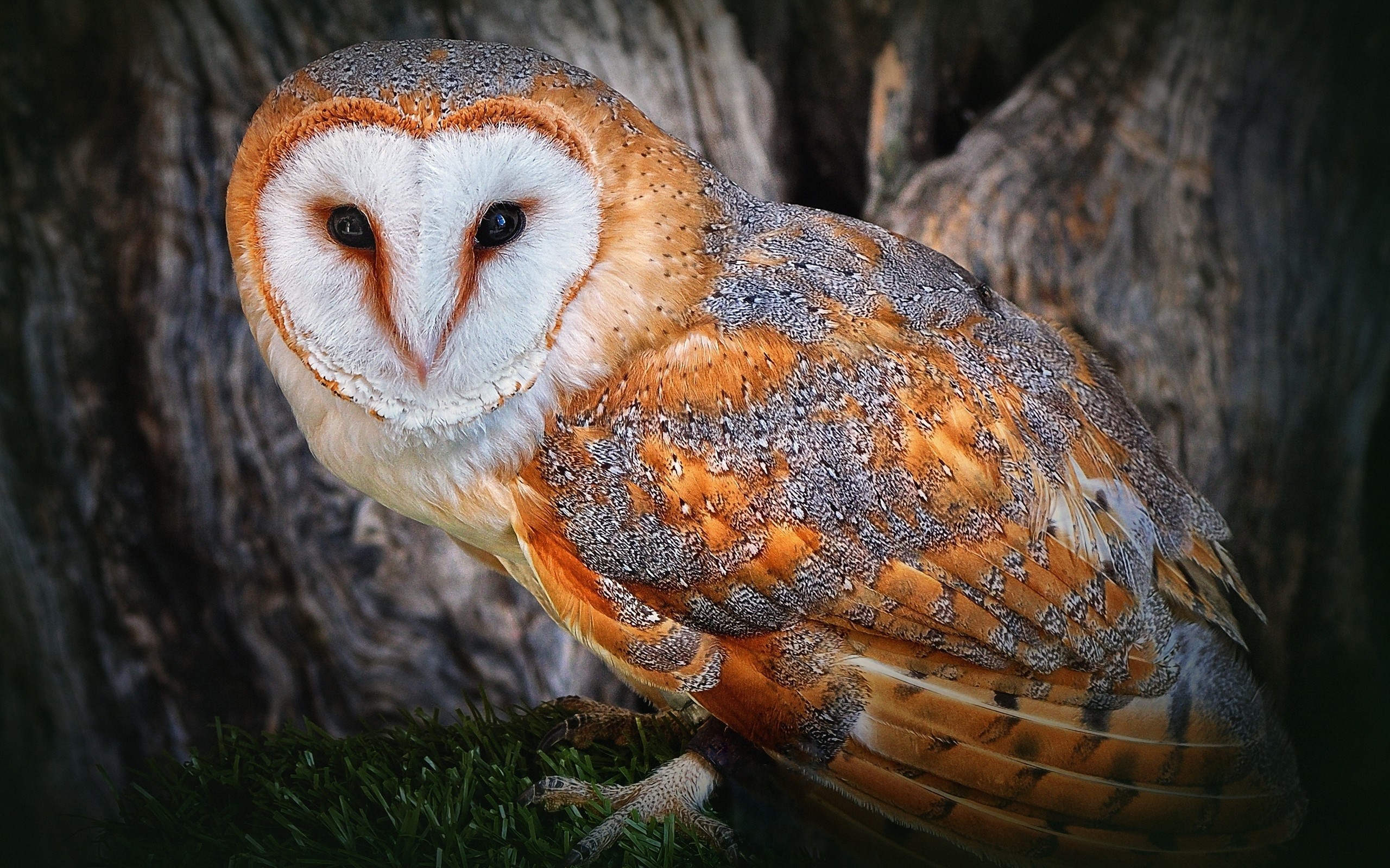 2560x1600  free computer wallpaper for barn owl