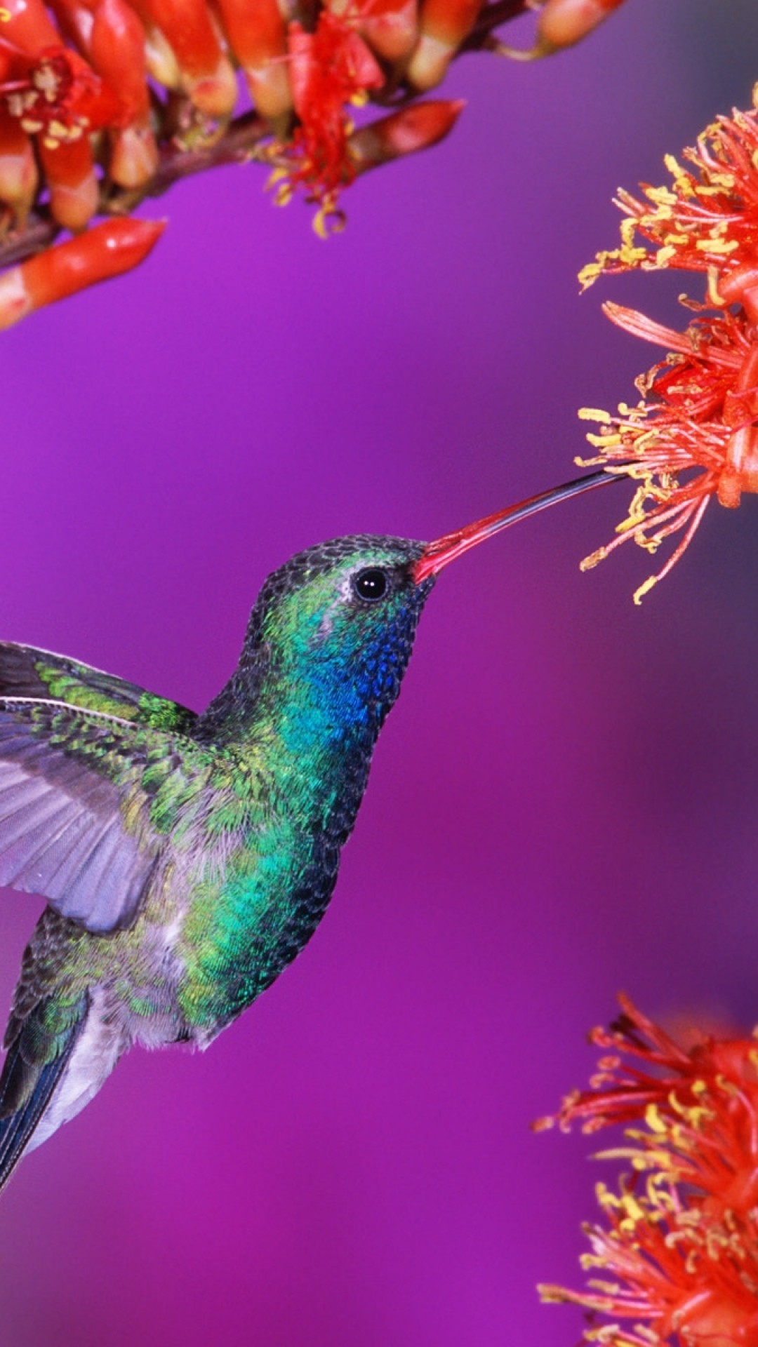 1080x1920  Wallpaper hummingbird, bird, flight, speed, wings, flap, flowers