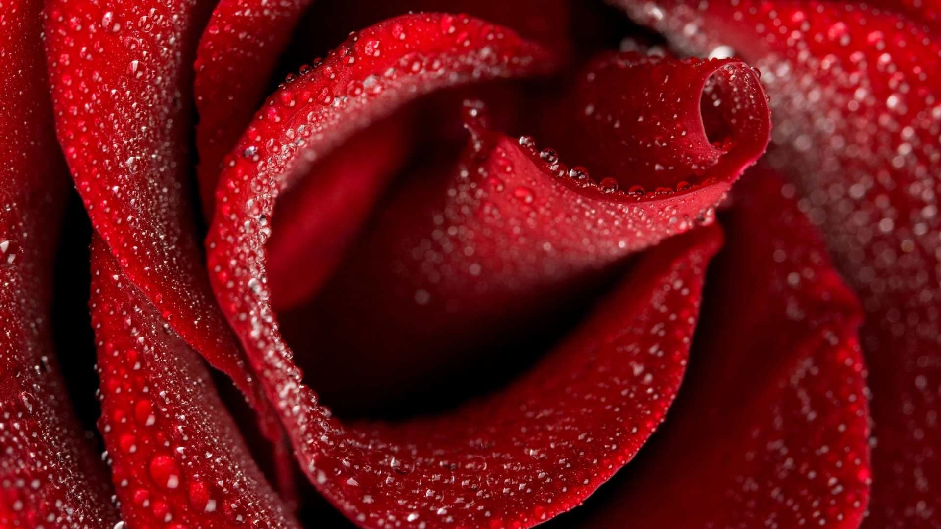 1920x1080 A red rose with drops of dew