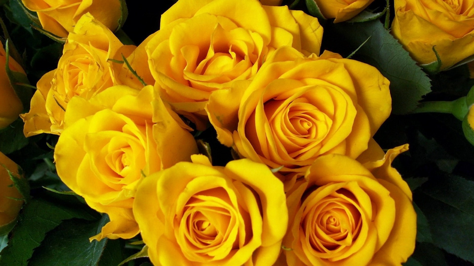 1920x1080 roses, flower, yellow