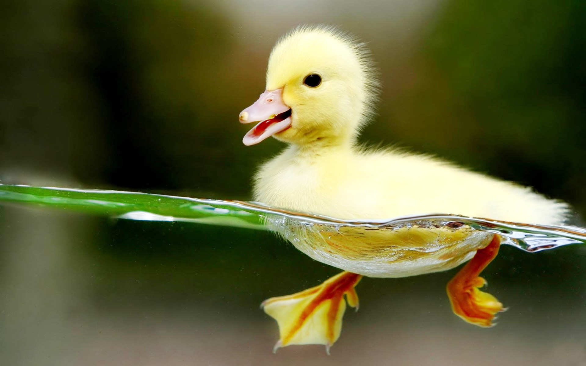 1920x1200 Baby Duck Swimming HD Wallpapers-1