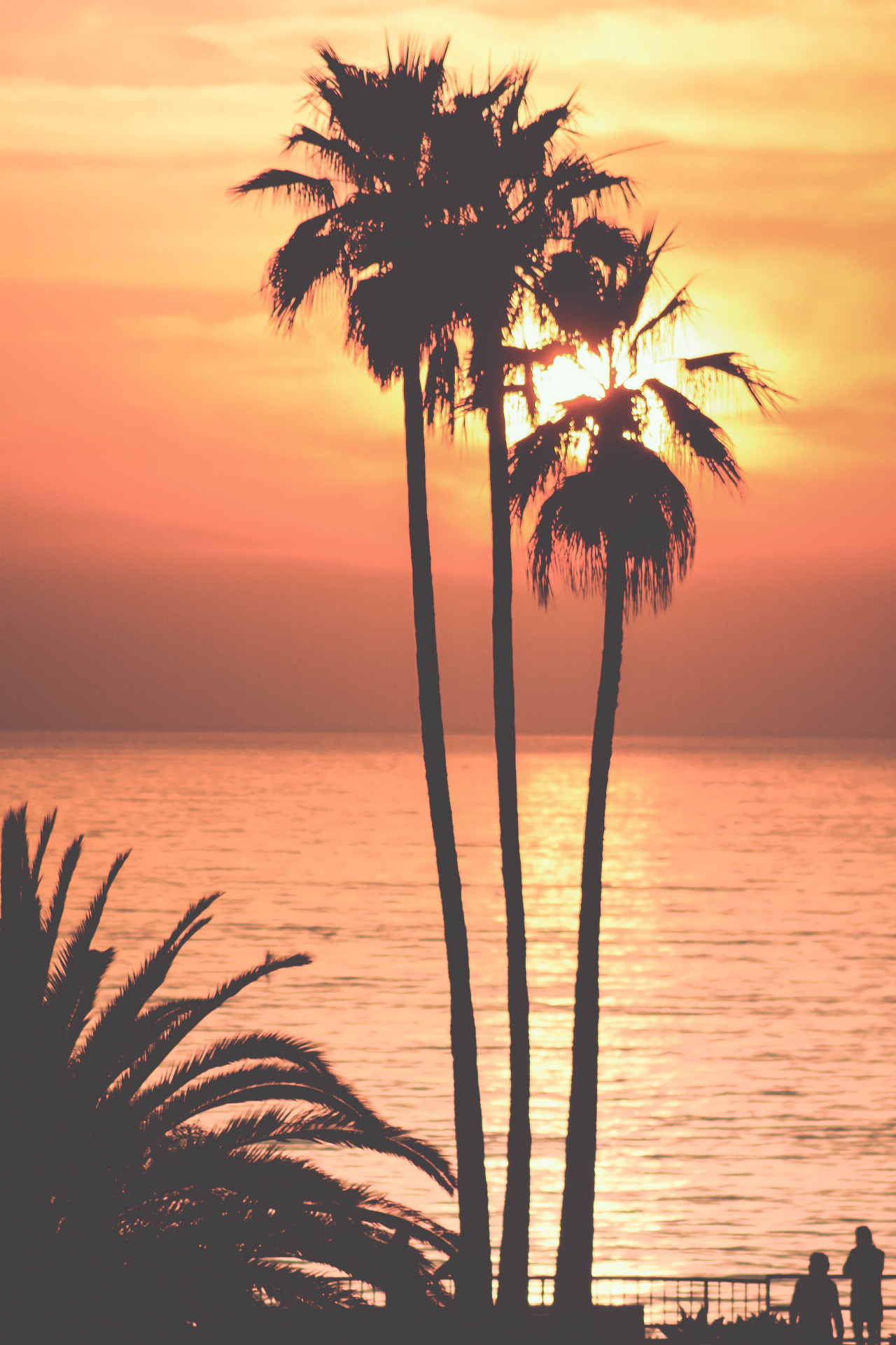 1280x1920 Sunset & palm trees, that's all we need