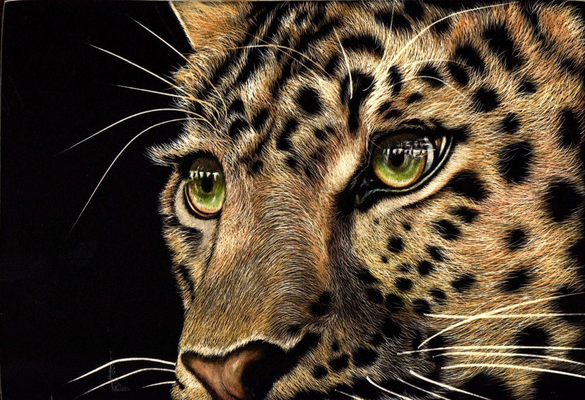 1920x1315 animals predator leopard face view green eyes black background