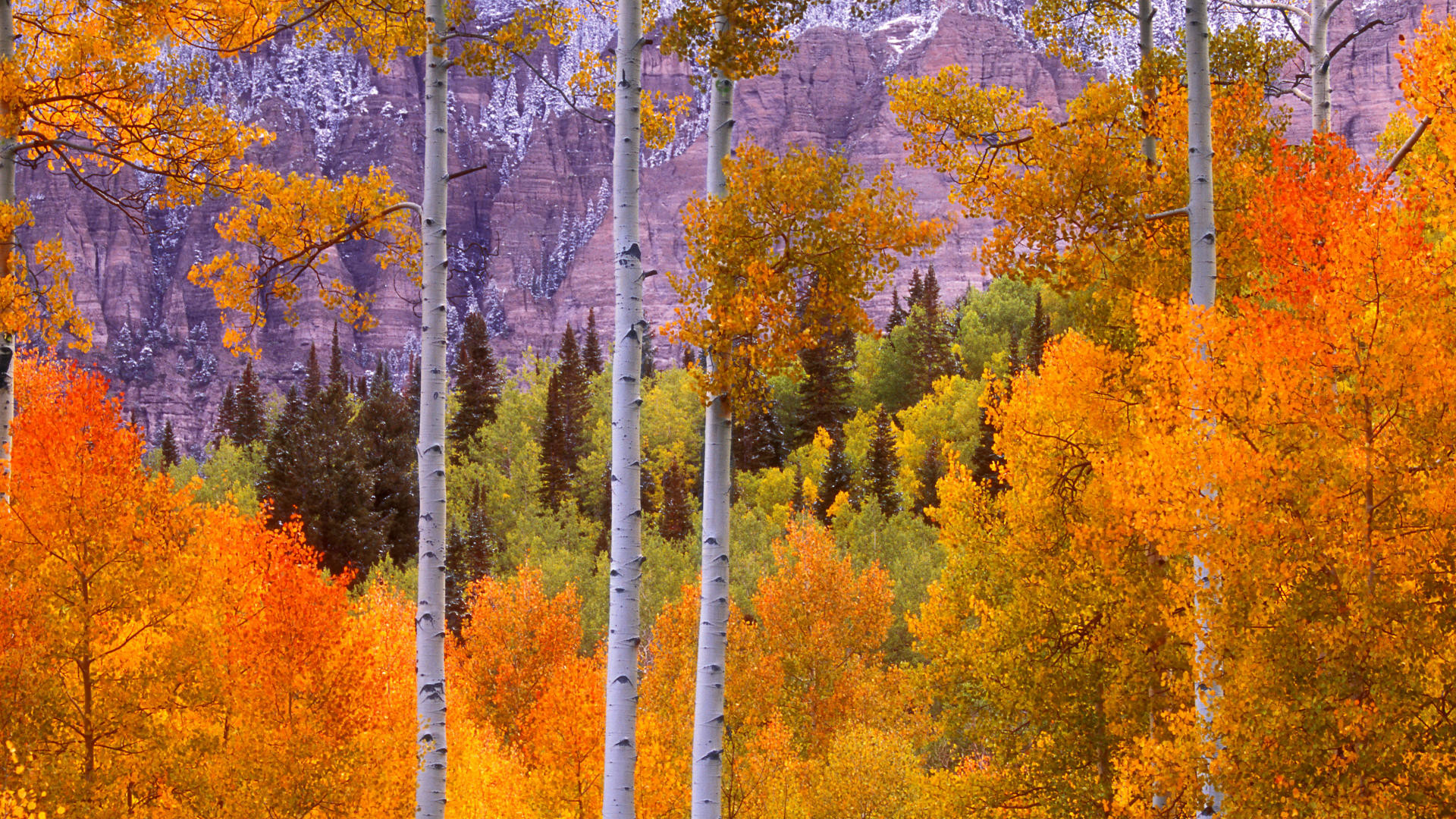 1920x1080 Download Background - Fall Aspens, Cimarron Road, Colorado - Free Cool  Backgrounds and Wallpapers for your Desktop Or Laptop.