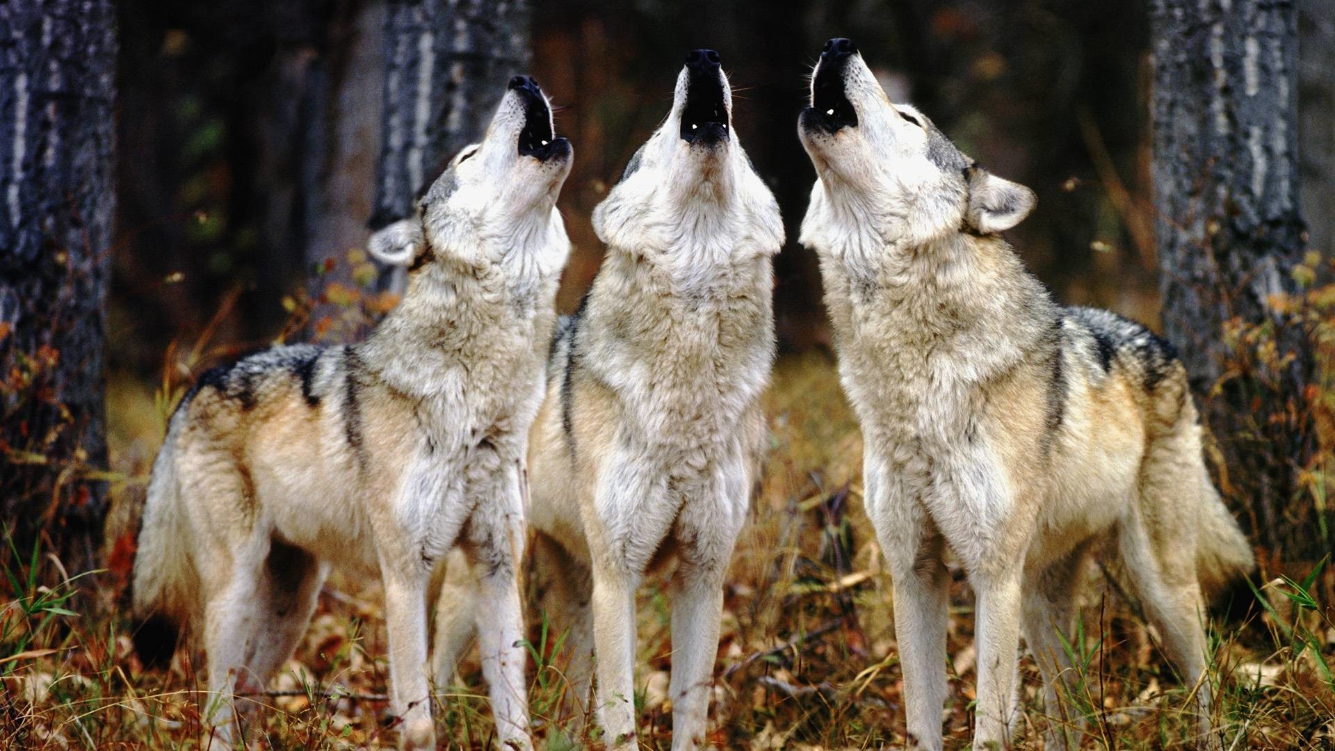 1920x1080 howling wolves, 3 wolves howling in the woods