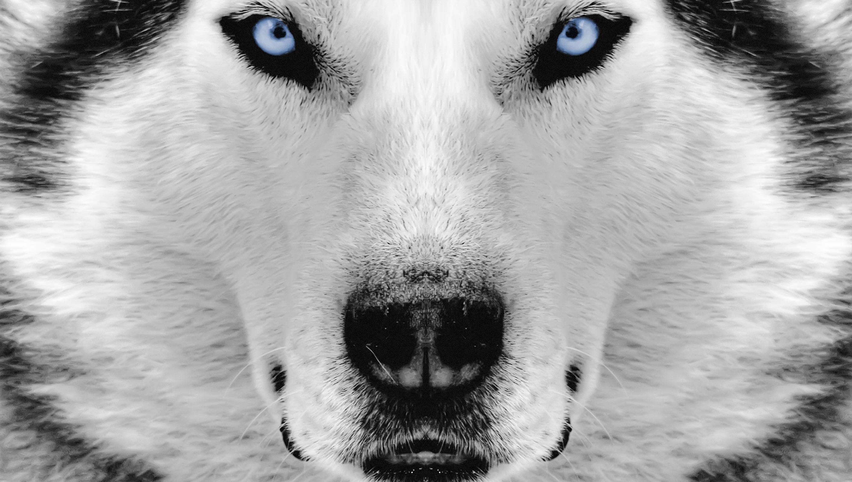 2825x1600 Wide HDQ Husky Wallpapers (Husky Wallpaper For Computer, 43), NM.CP