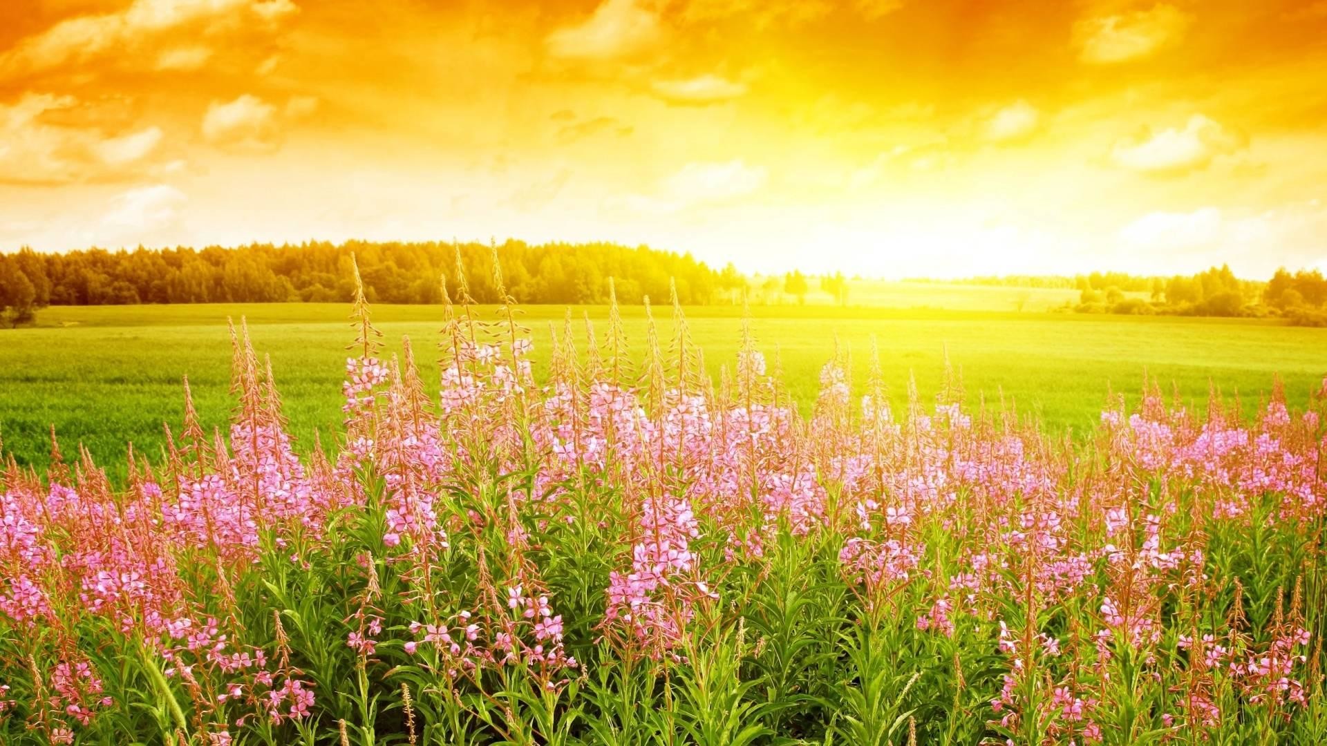 1920x1080 Beautiful Summer Flowers Wallpaper For Iphone