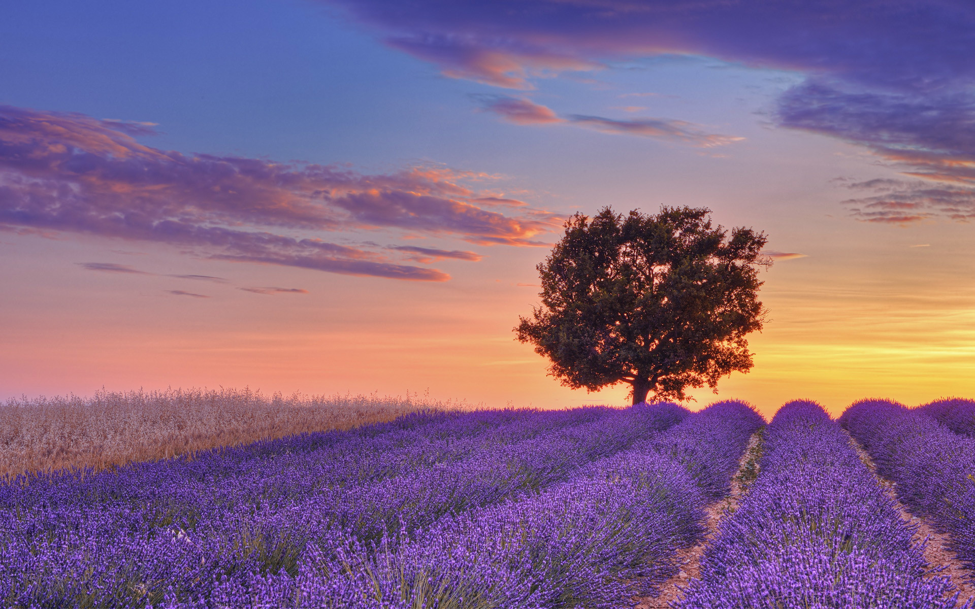 1920x1200 Extraordinary Lavander - Purple Windows 8 theme and wallpapers | HD  Wallpapers