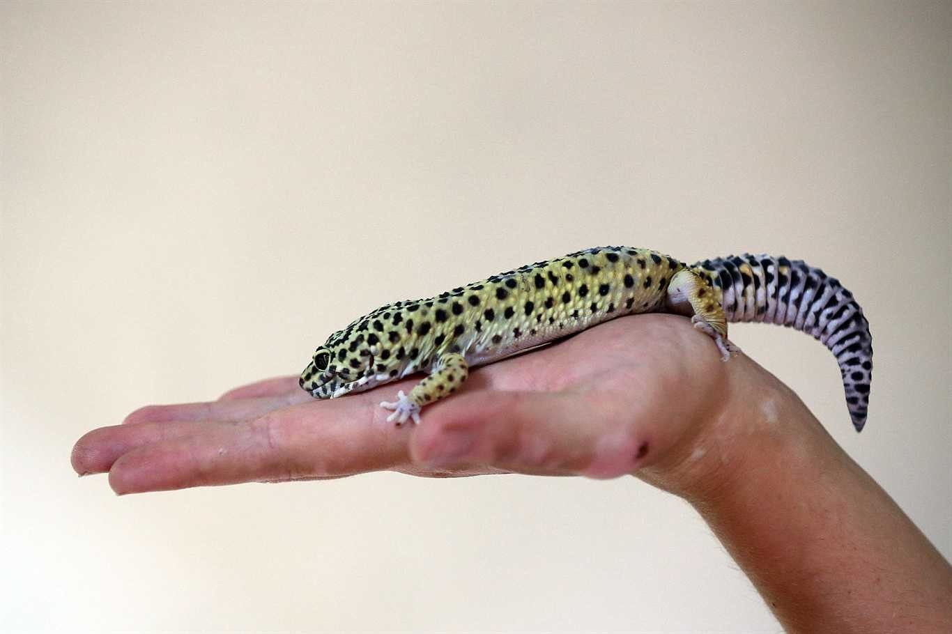 3000x2000 1920x1080 Leopard gecko being cute
