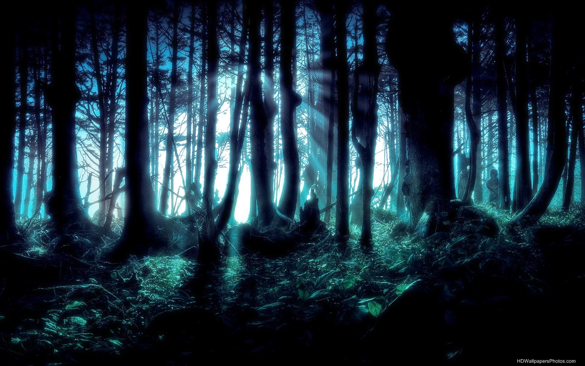 1920x1200 Dark Forest Wallpaper HD