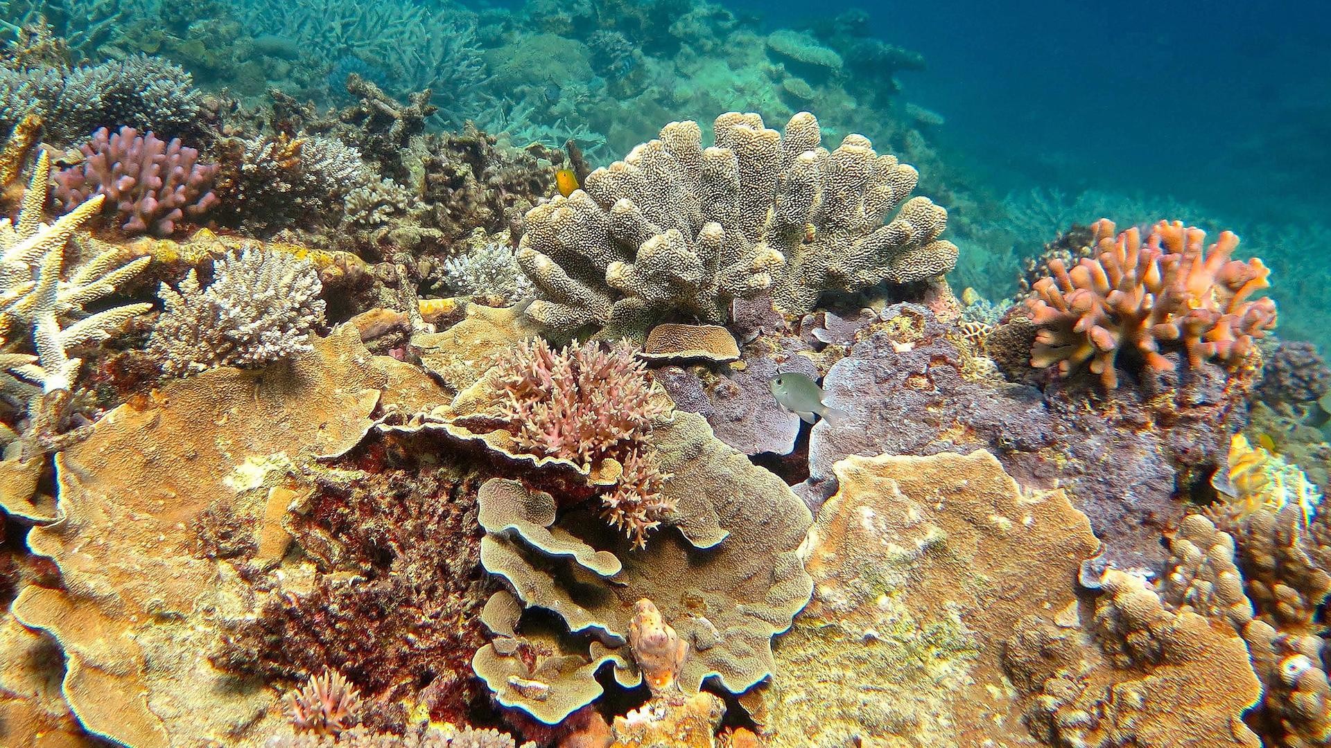 Great Barrier Reef Wallpaper (61+ images)