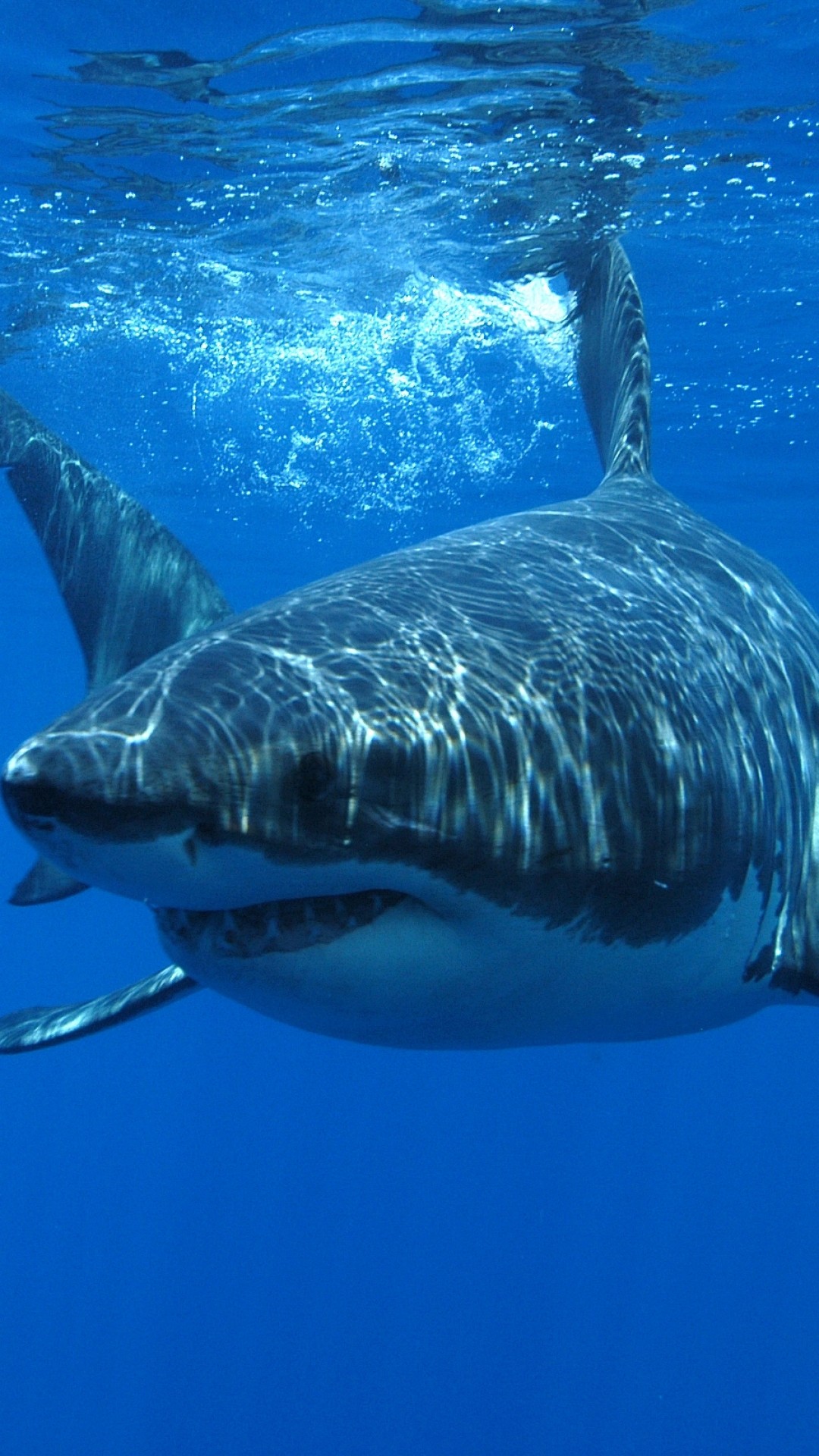 1080x1920 Animal Great White Shark Sharks Mobile Wallpaper Like & Repin thx. Follow  Noelito Flow instagram