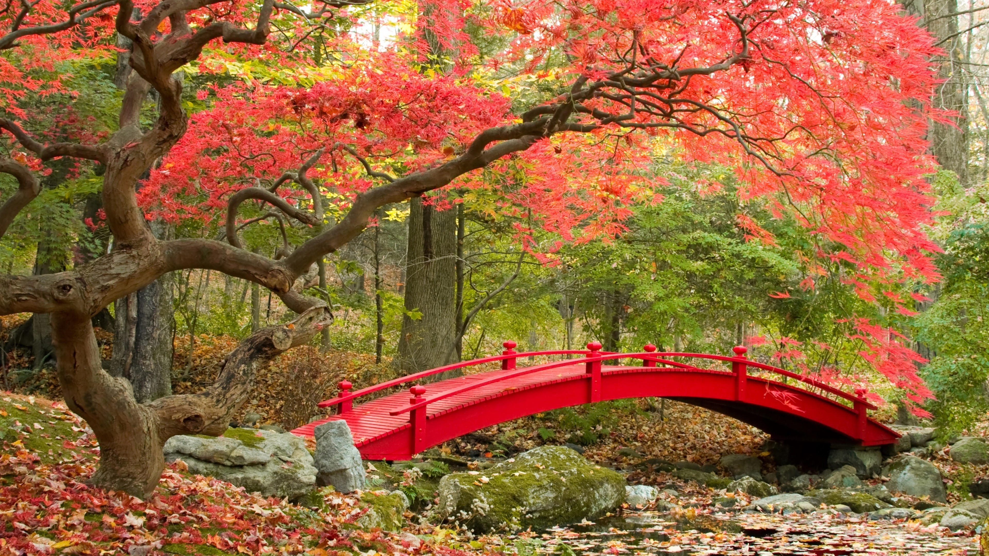 3840x2160 Tags: Autumn, Maple trees, Japanese Garden ...