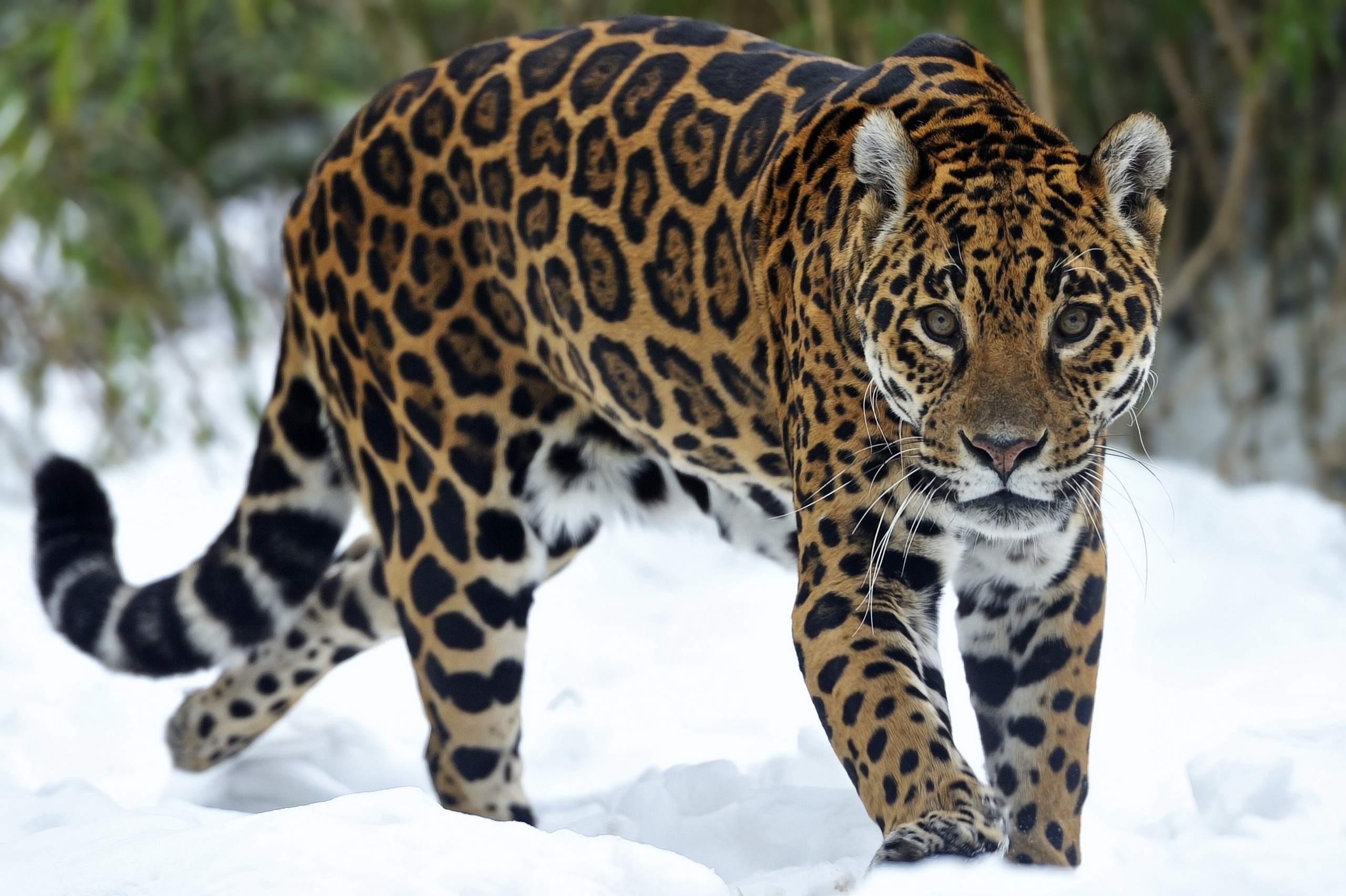 2560x1704 Big cats Jaguars Glance Snow Animals wallpaper |  | 69604 |  WallpaperUP