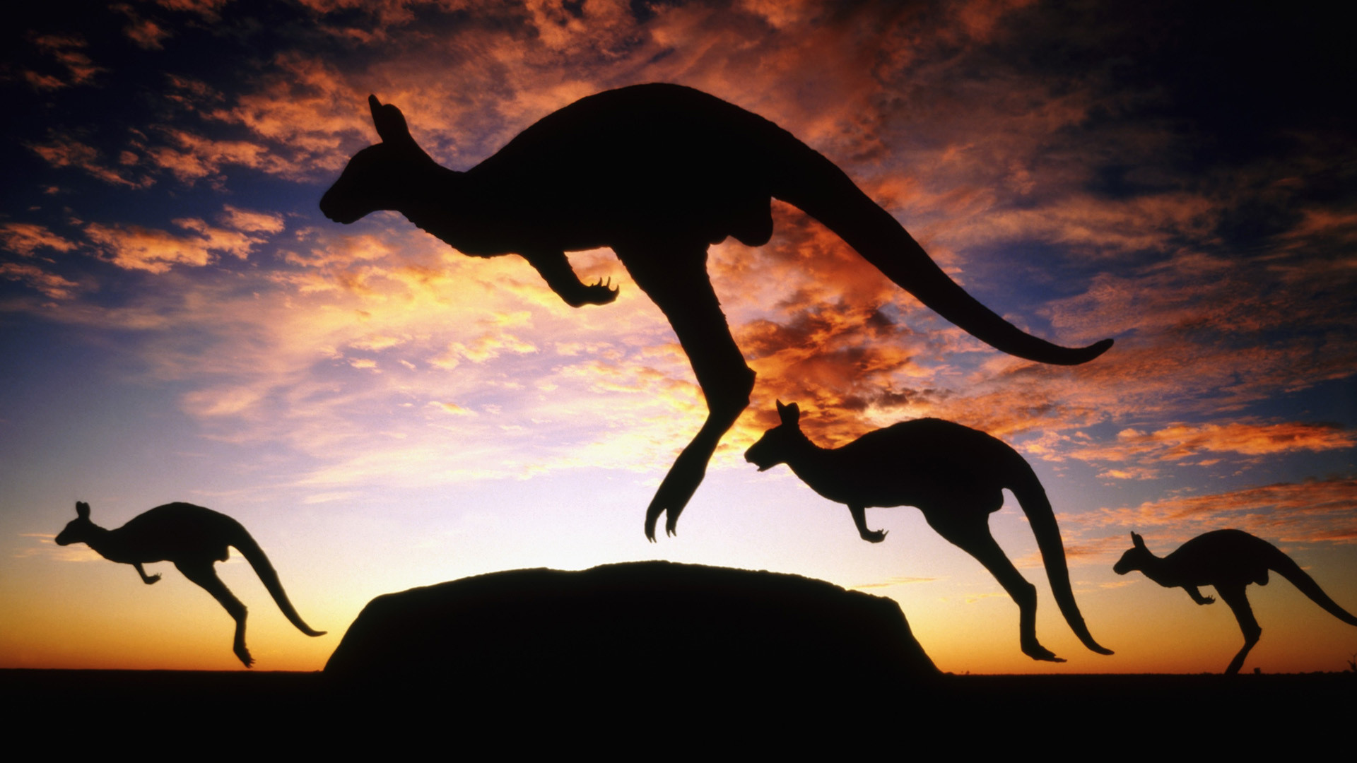 1920x1080 Kangaroo HD Wallpaper | Background Image |  | ID:173008 - Wallpaper  Abyss