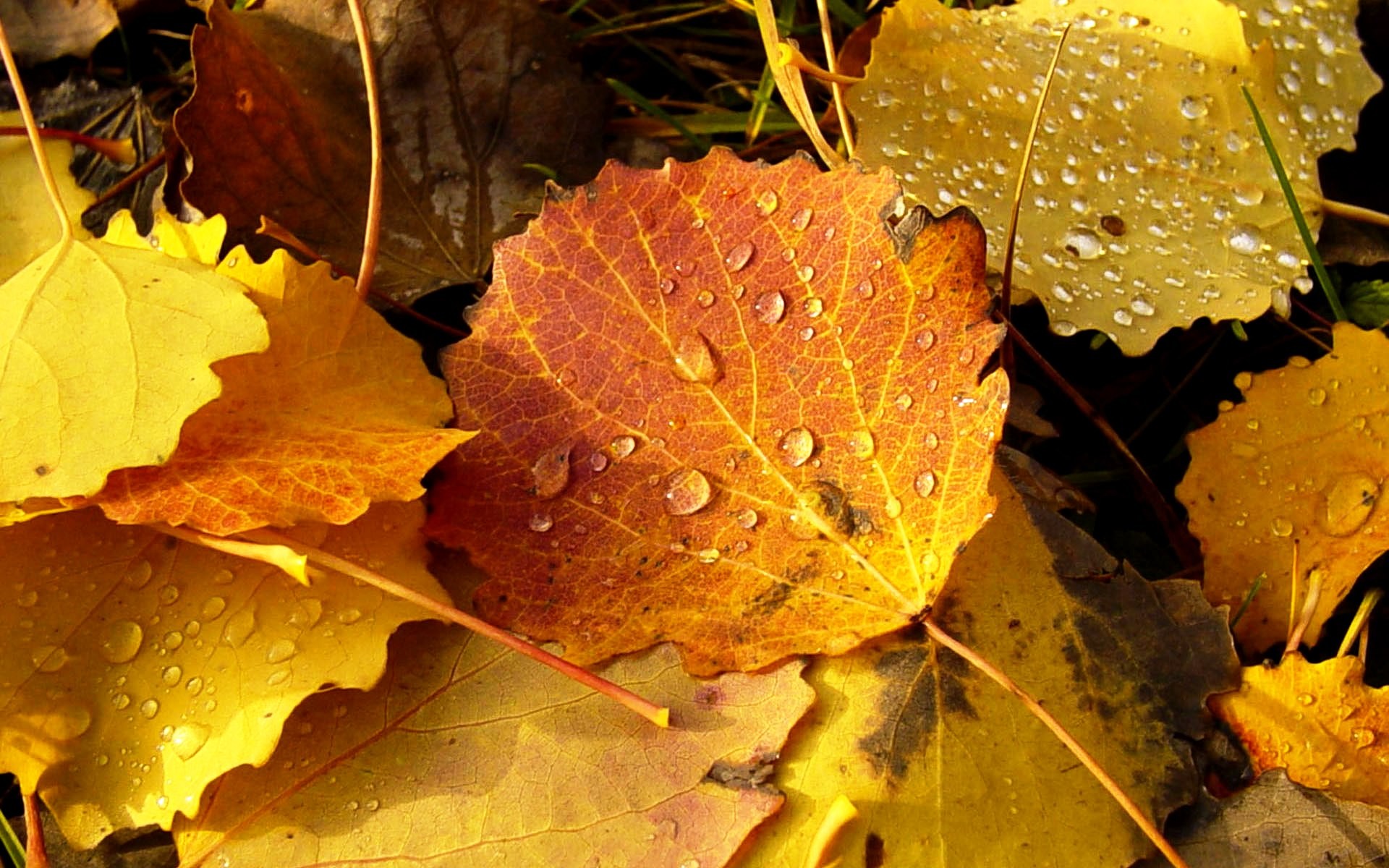 1920x1200 Amazing Fall Leaves Autumn Wallpaper High Definition.