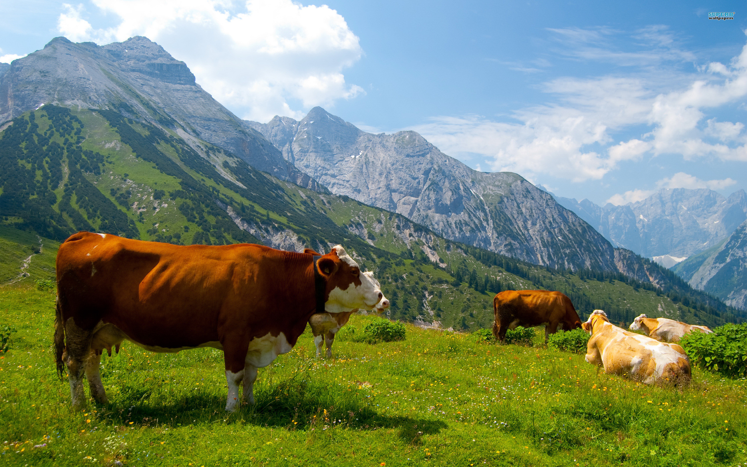 2560x1600 Cow in the Alps hd wallpaper - HD Tiger | hd wallpapers | mobile wallpaper |