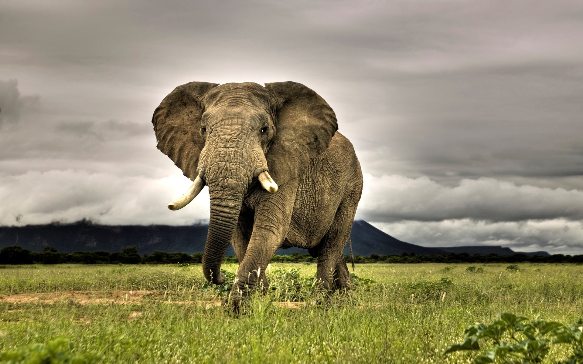 1920x1200 Hd African Animals Wallpapers.