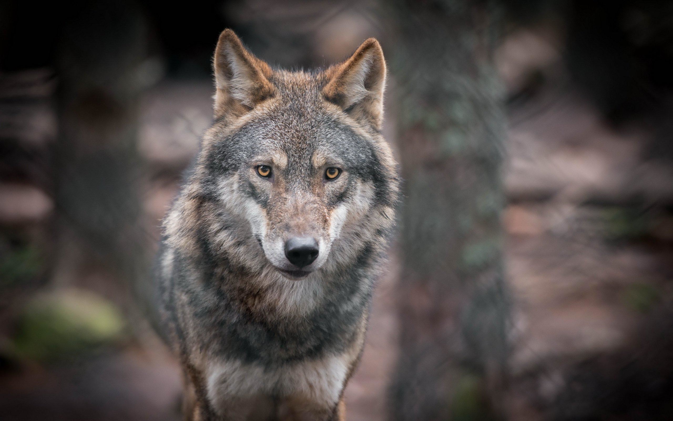 2560x1600 nice wolves glance animals wolf high resolution wallpaper Check more at  http://www