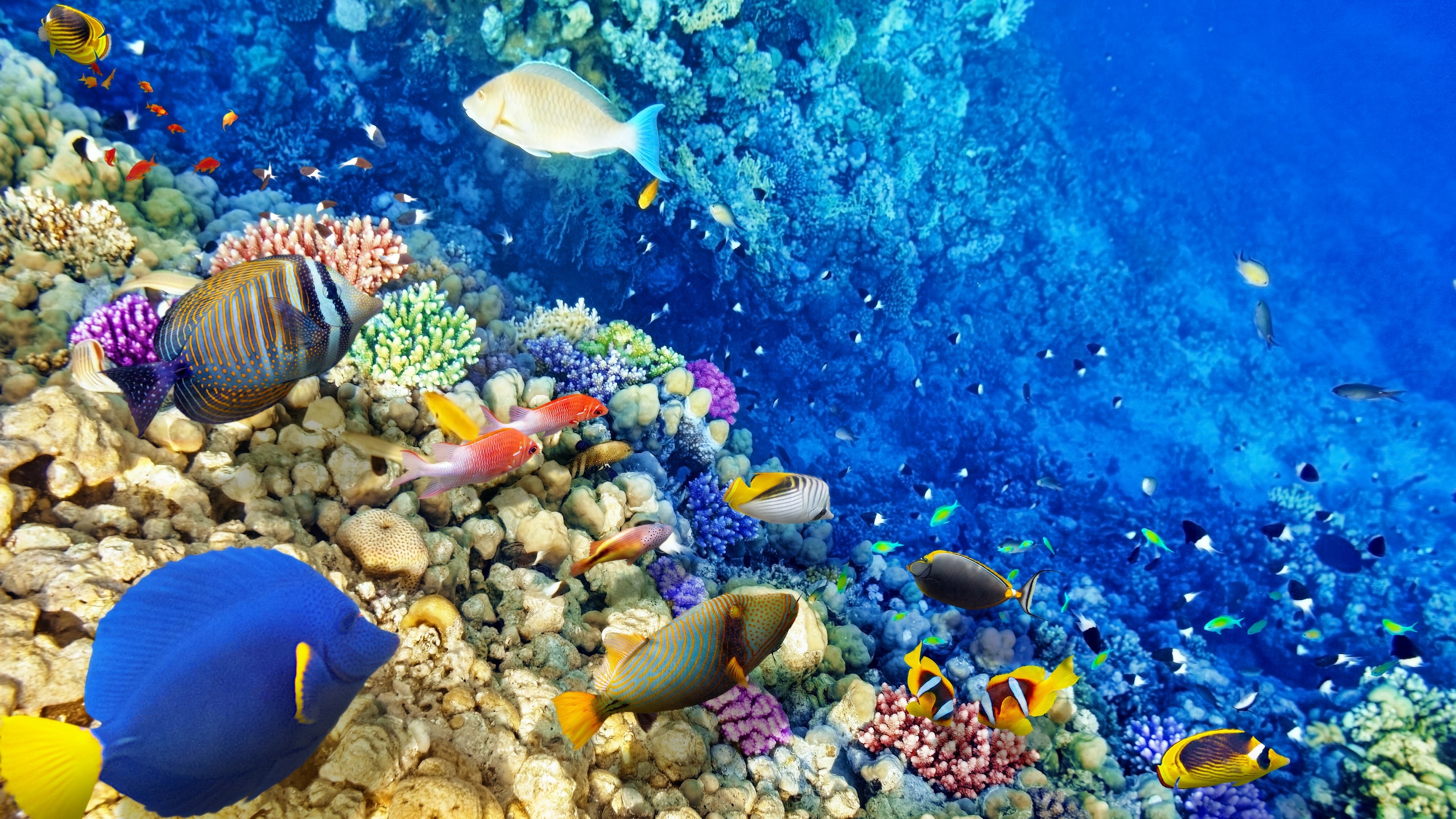 3840x2160  beautiful coral reefs wallpaper Â· 0 Â· Download Â· Res: 1920x1080  ...