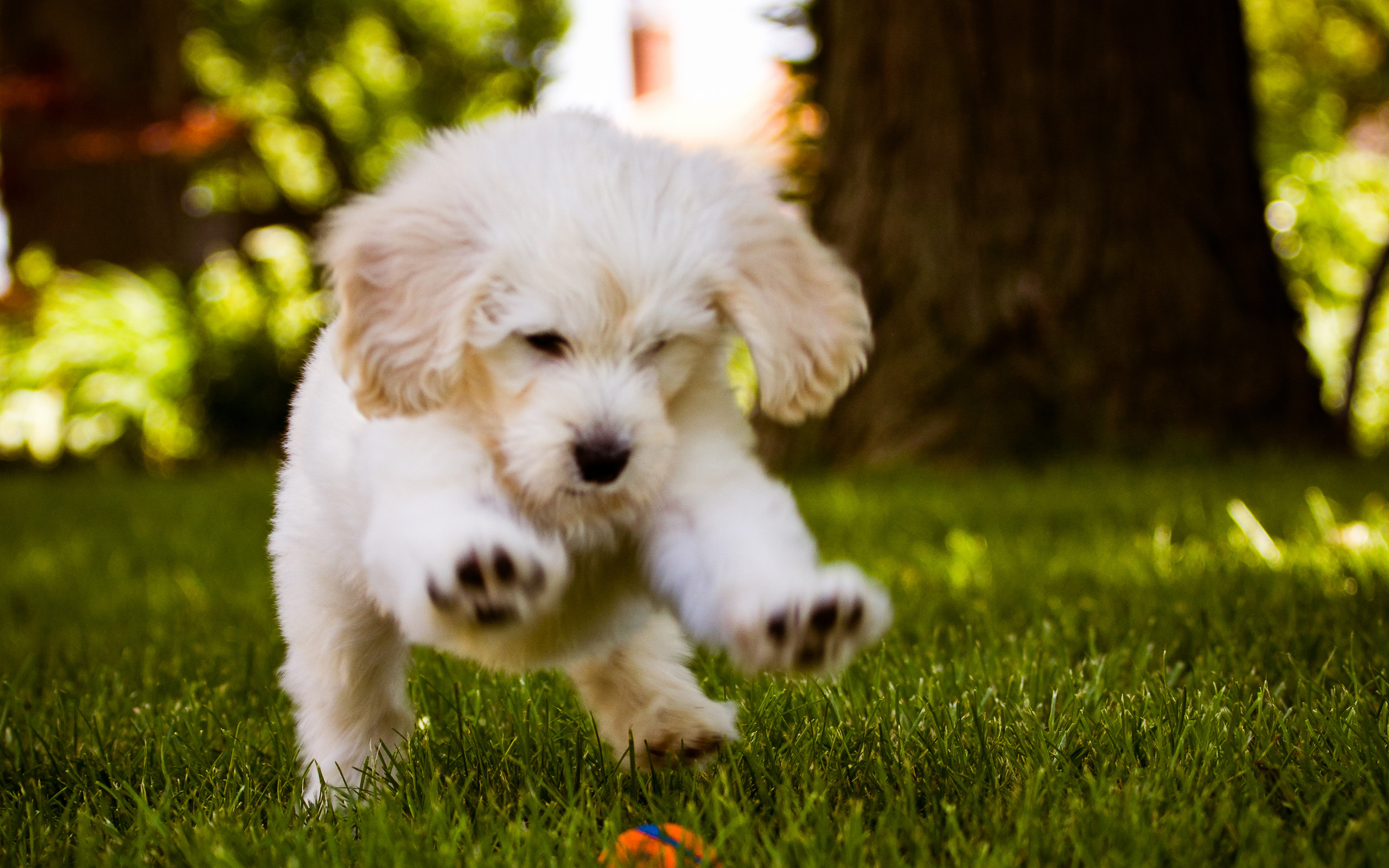2560x1600 Little Dog Playing In The Wood Free HD Wallpaper Desktop Backgrounds .