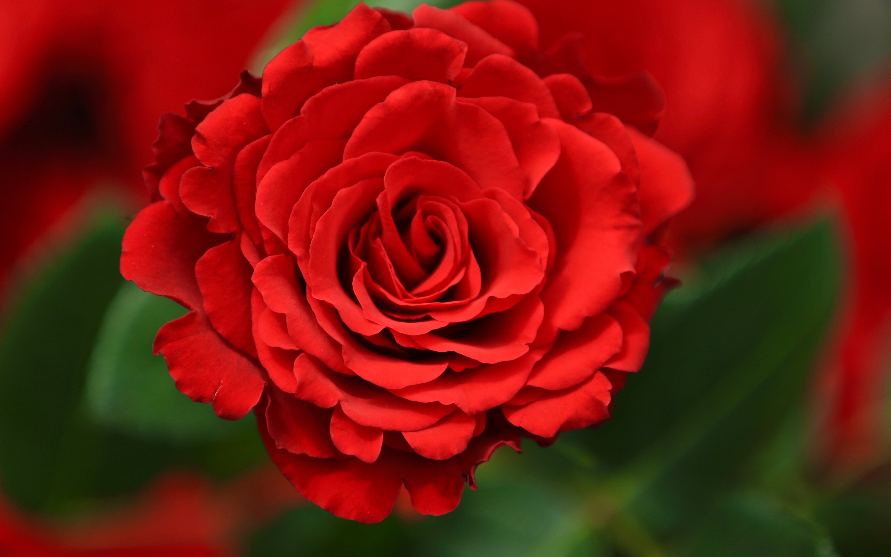 2880x1800 Flowers / Red Rose Wallpaper