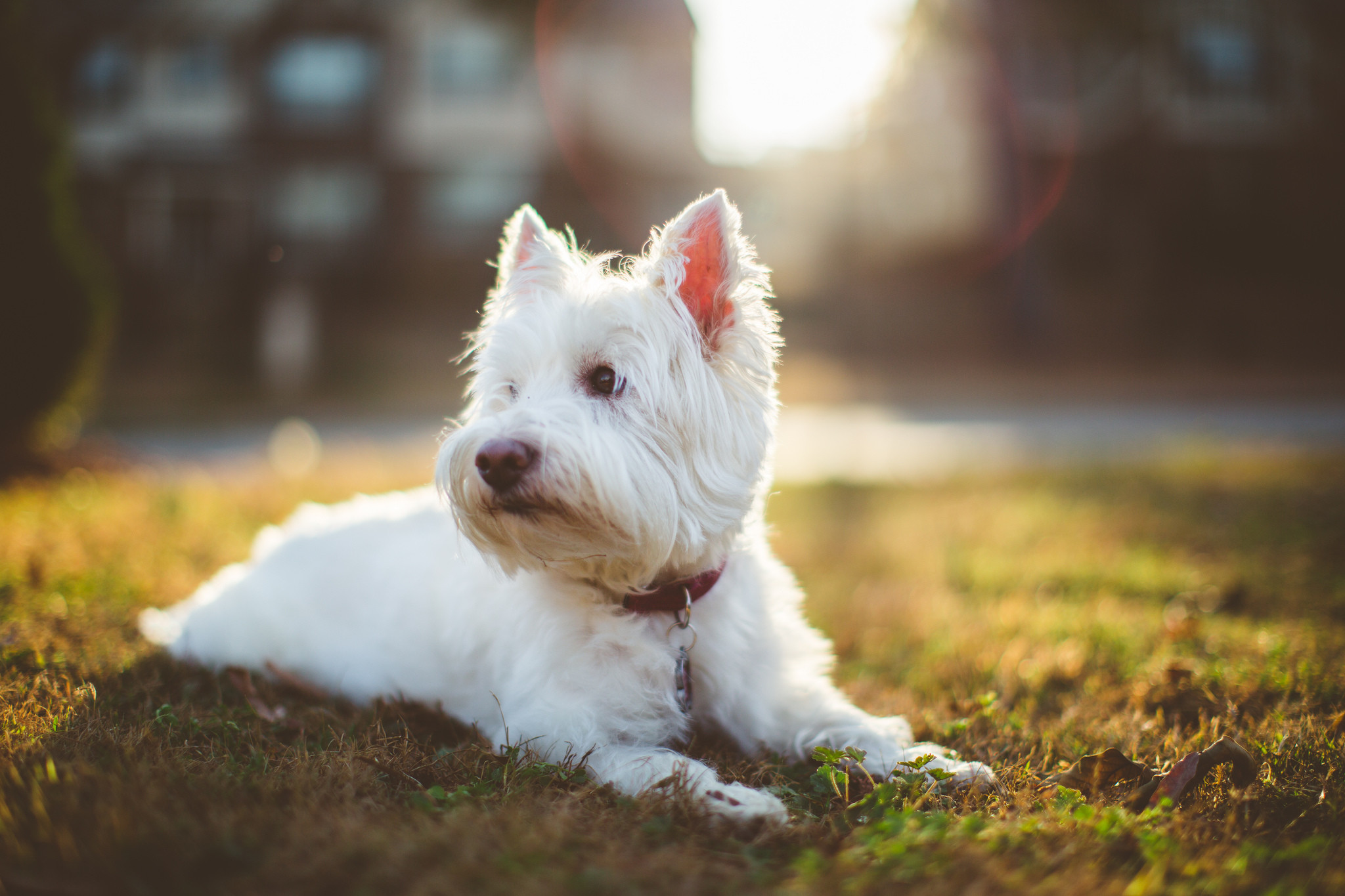2048x1365 Dogs West Highland White Terrier Animals Wallpapers and photos