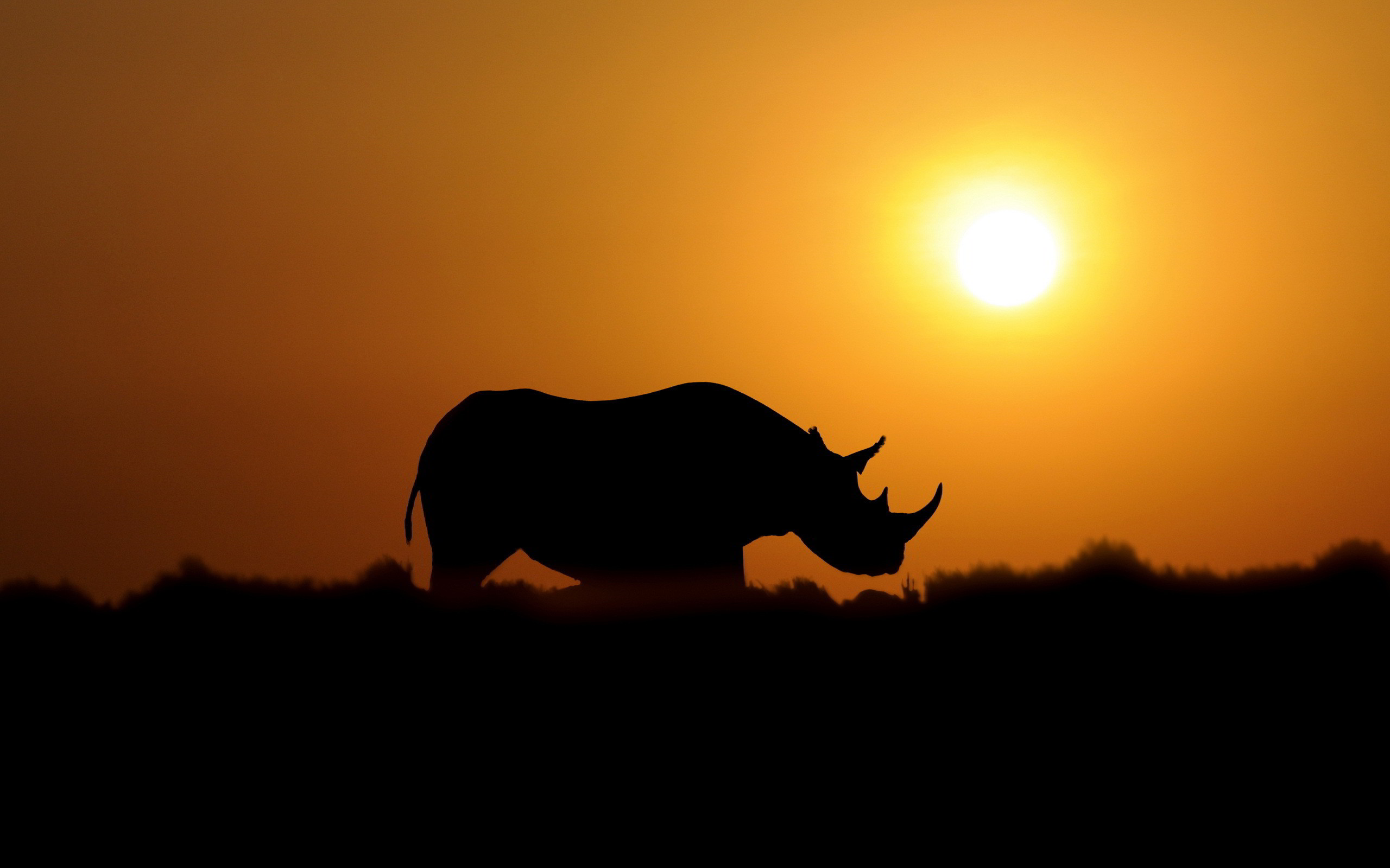 2560x1600 Amazing Rhino Wallpaper
